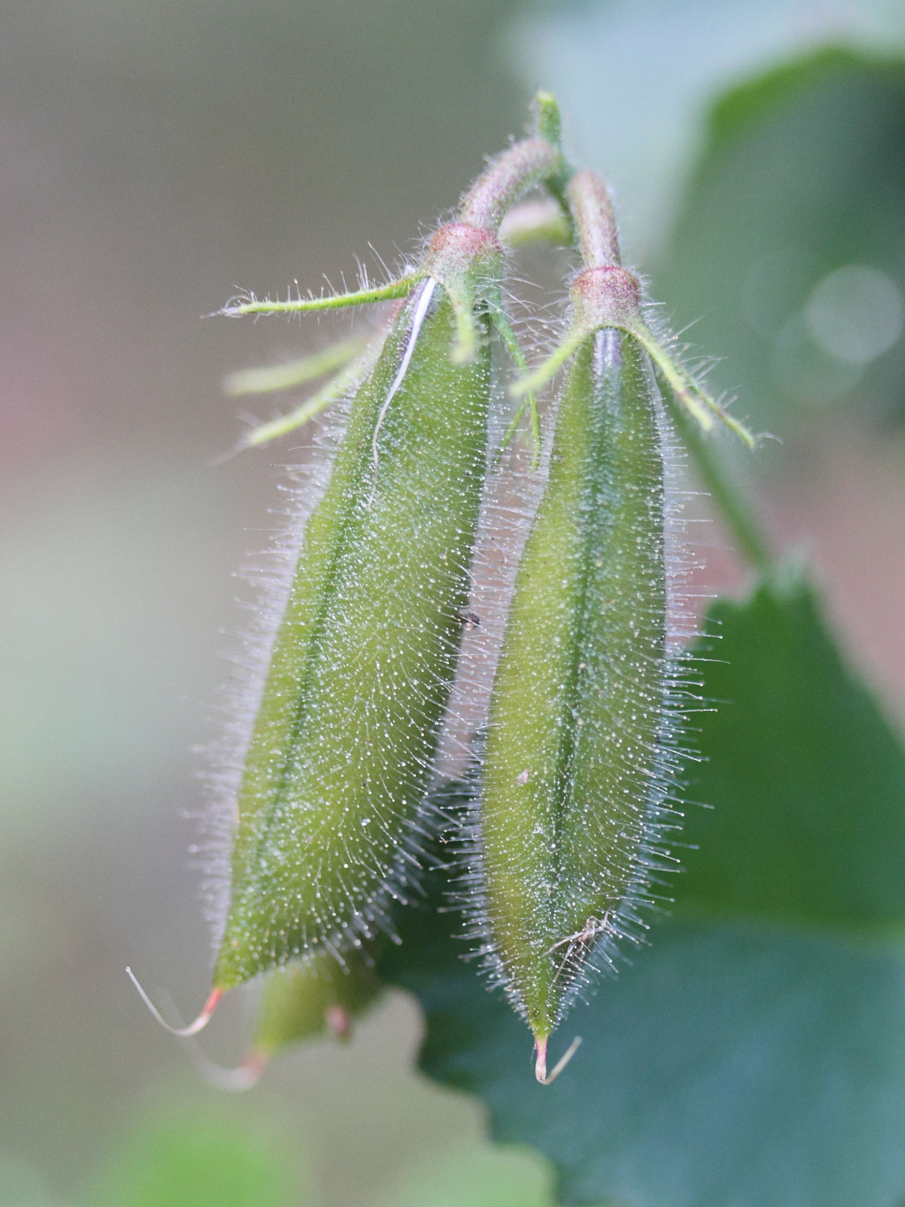 Afficher le média ononis_rotundifolia2md ononis_rotundifolia2md