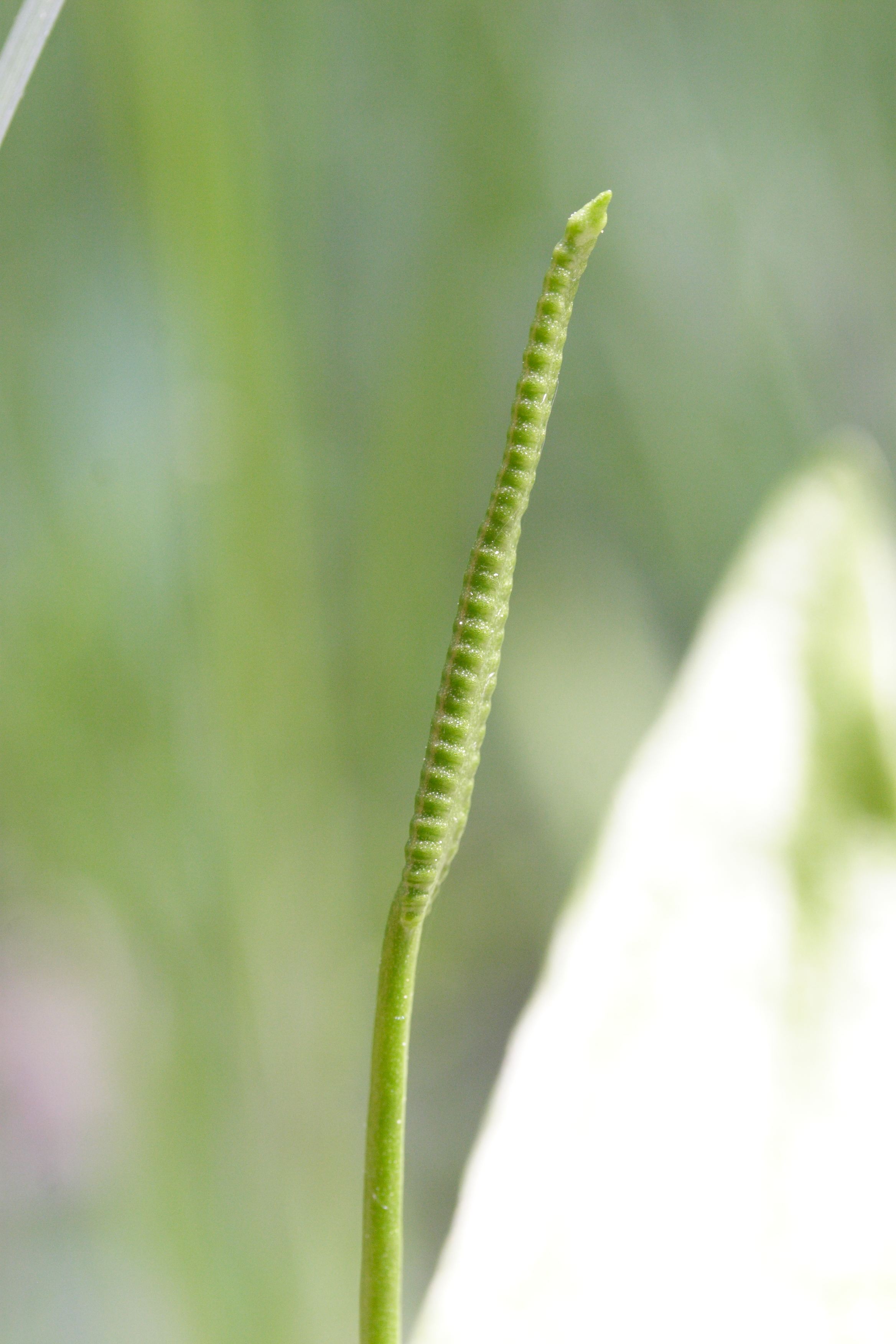 Afficher le média ophioglossum_vulgatum2md ophioglossum_vulgatum2md