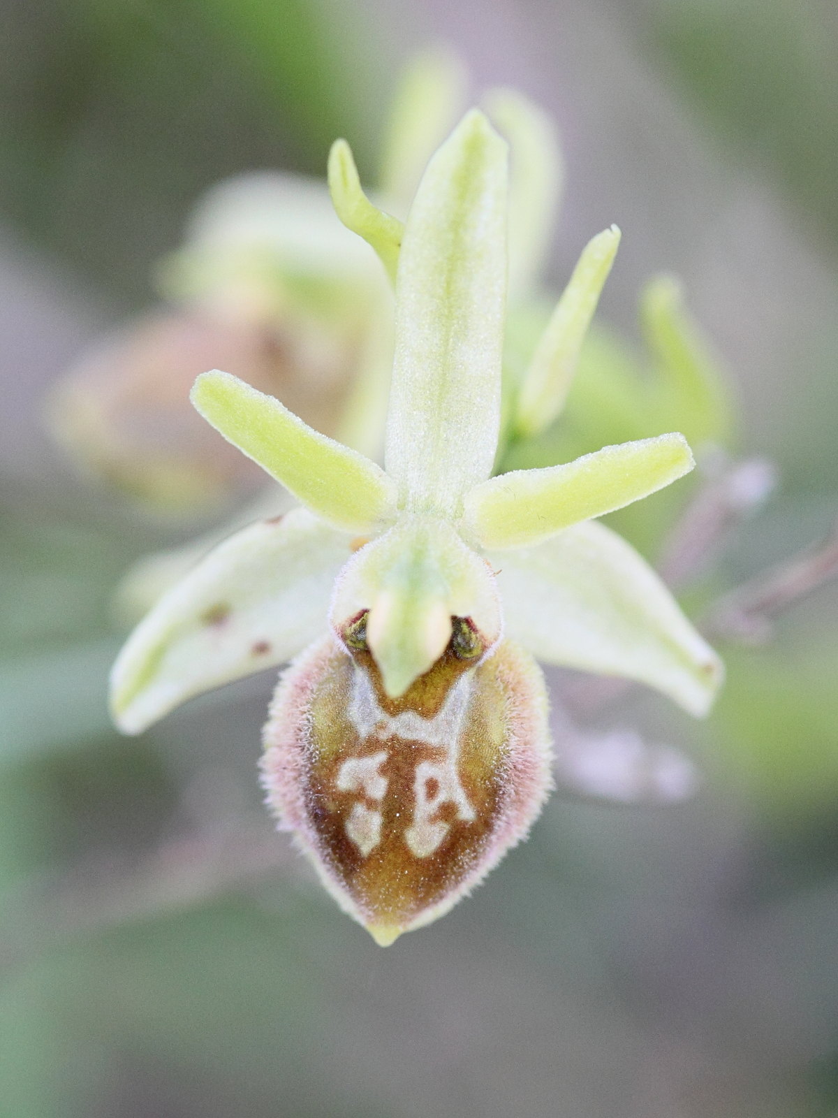 Afficher le média ophrys_virescens6md ophrys_virescens6md