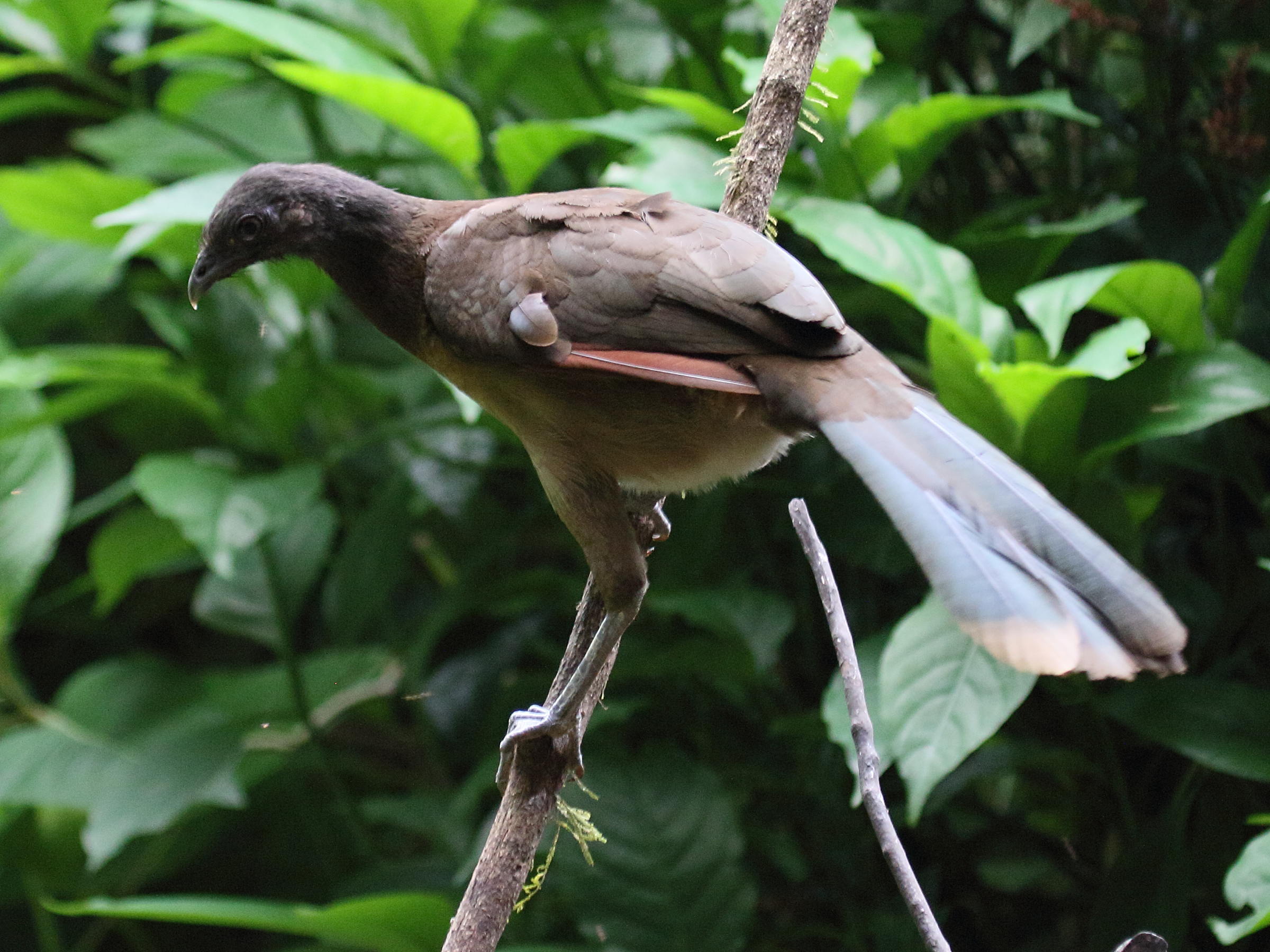 ortalide_a_tete_grise_-_ortalis_cinereiceps1bd