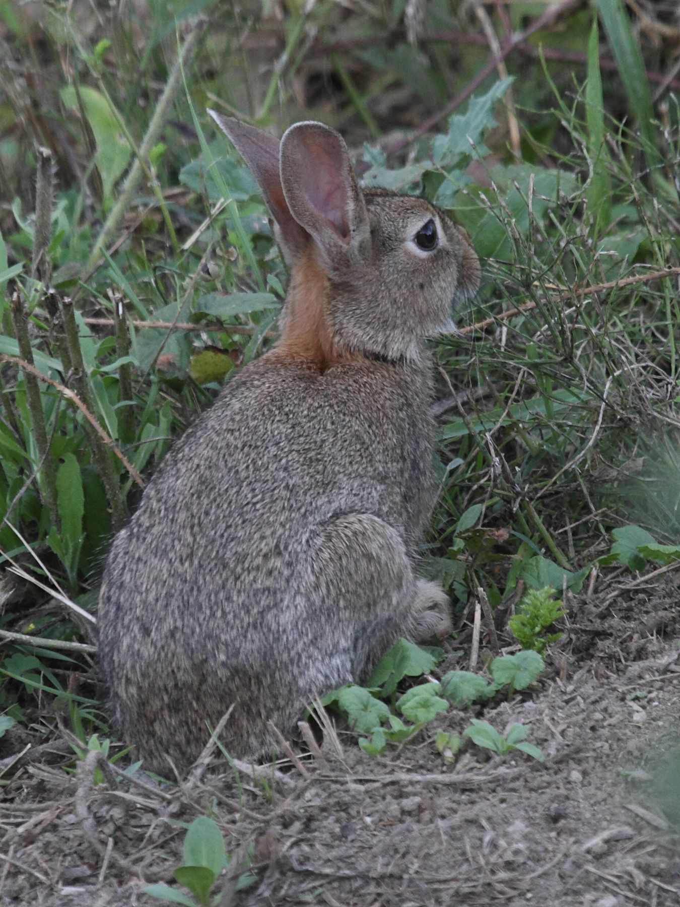 oryctolagus_cuniculus1bd