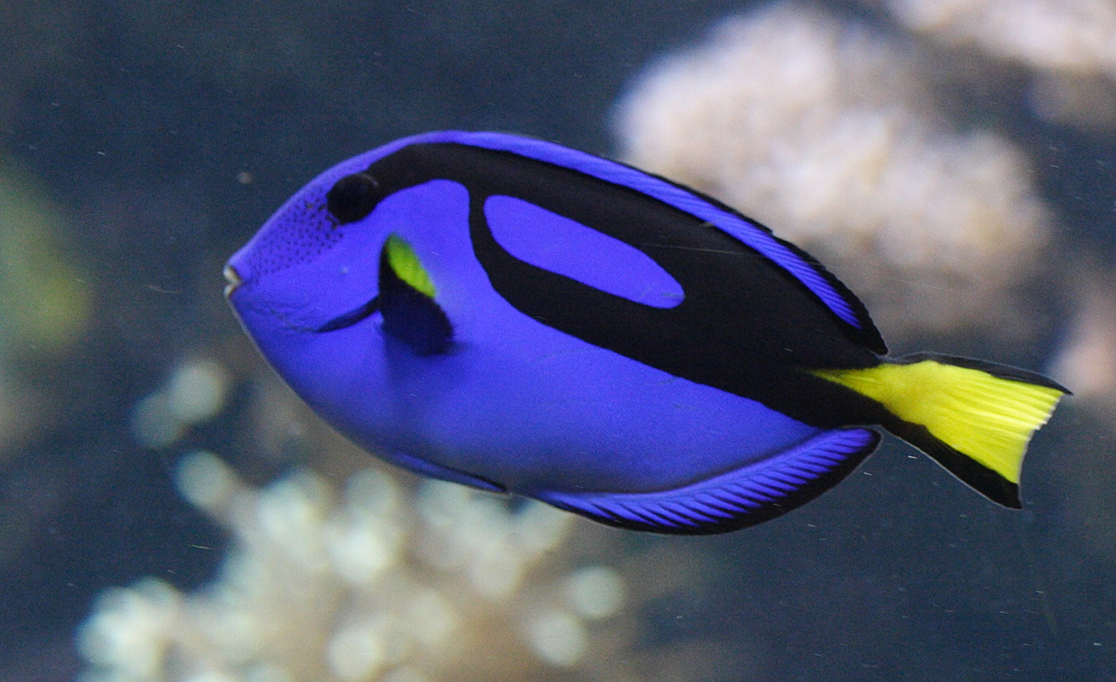 paracanthurus_hepatus2md