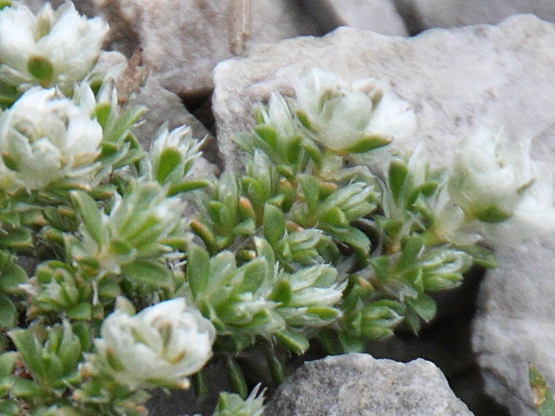 paronychia_capitata2bd