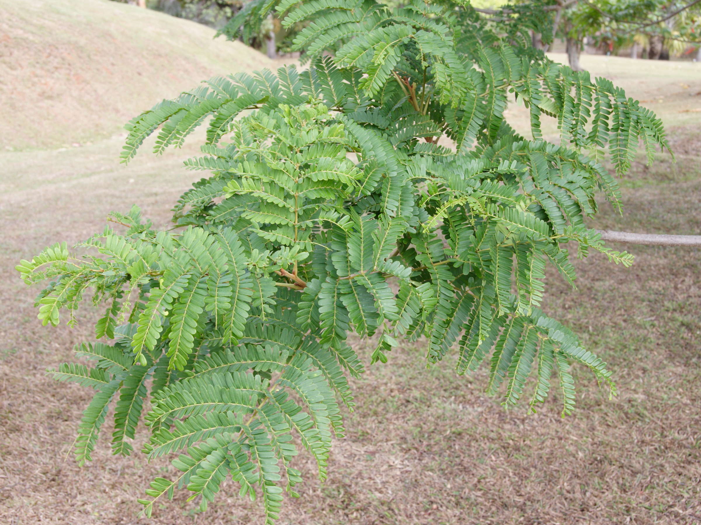 peltophorum_pterocarpum2md