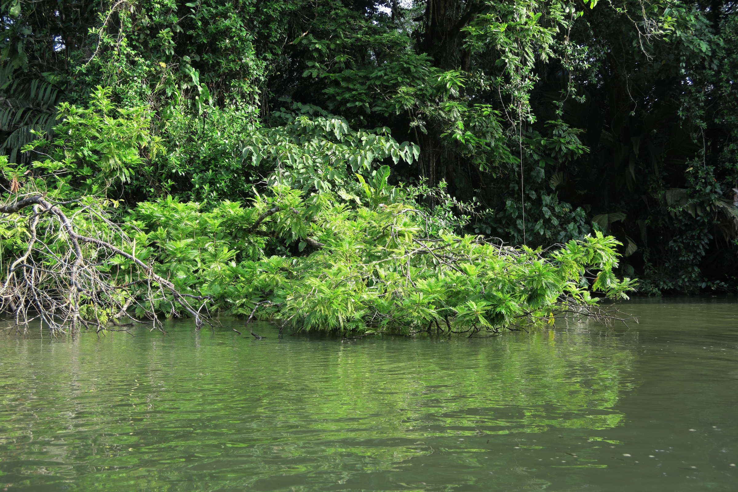 Afficher le média pentaclethra_macroloba1md pentaclethra_macroloba1md