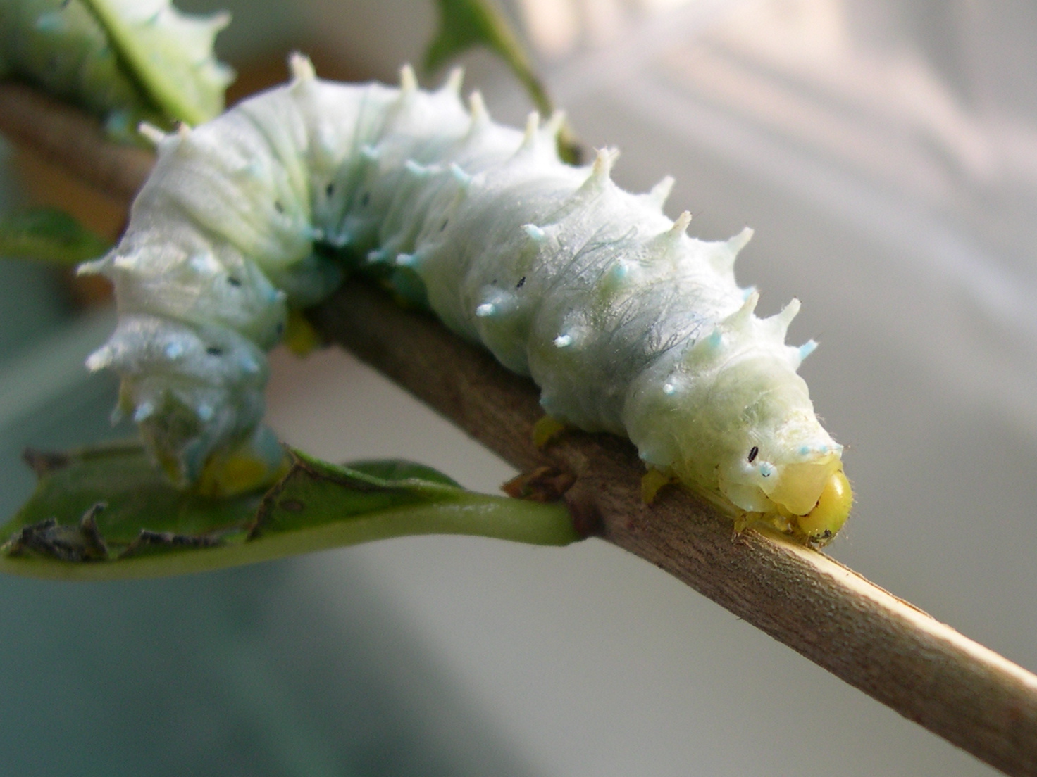 philosamia_ricini_ch2md