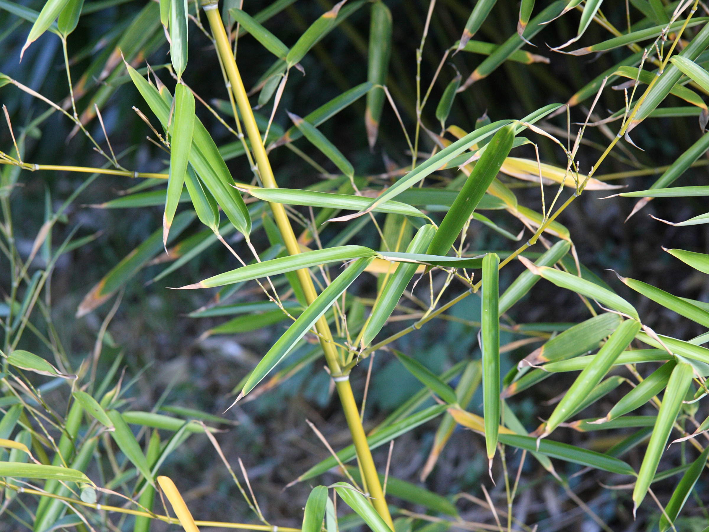 phyllostachys_primotina1md