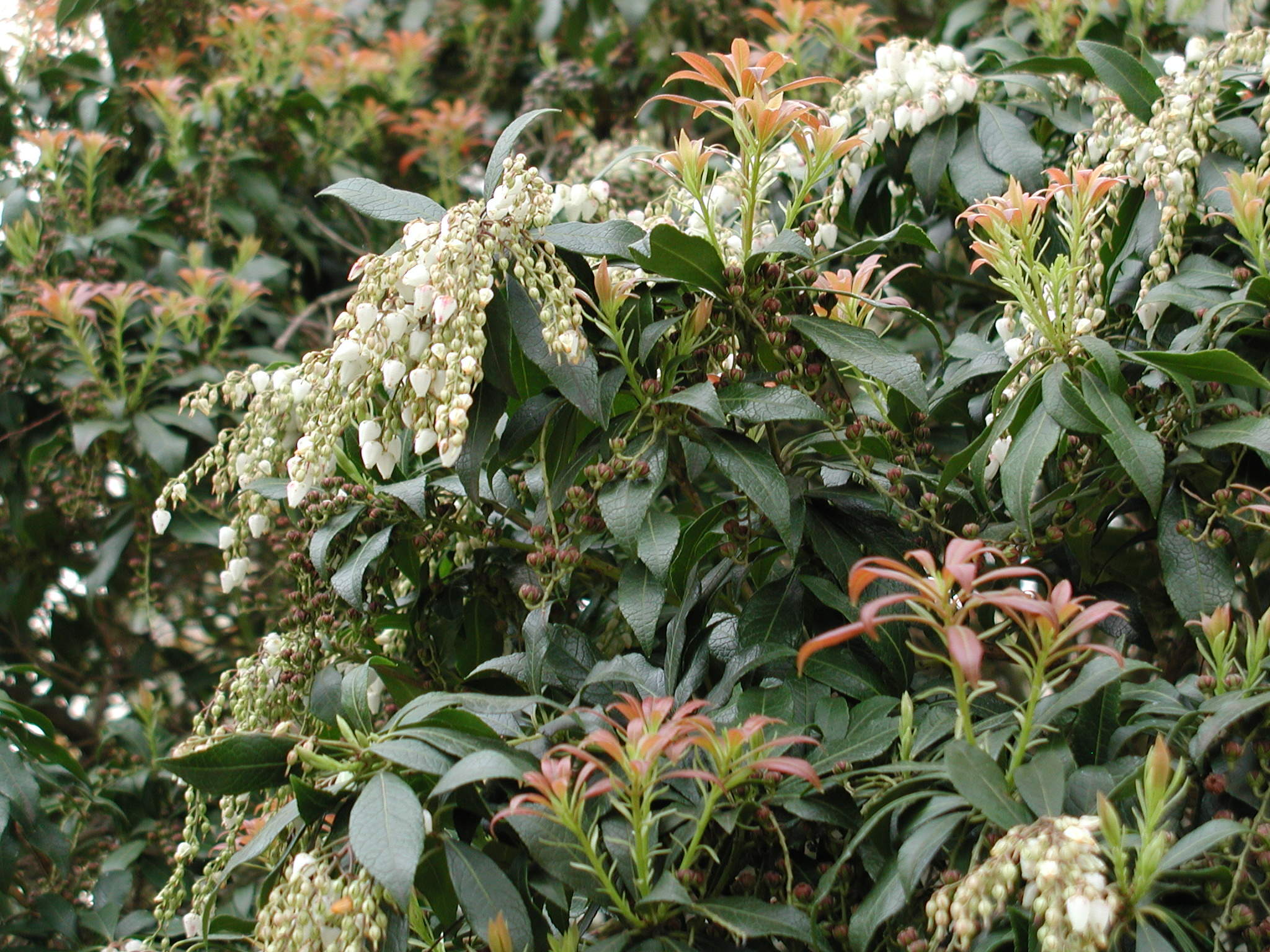 pieris_formosa2amd