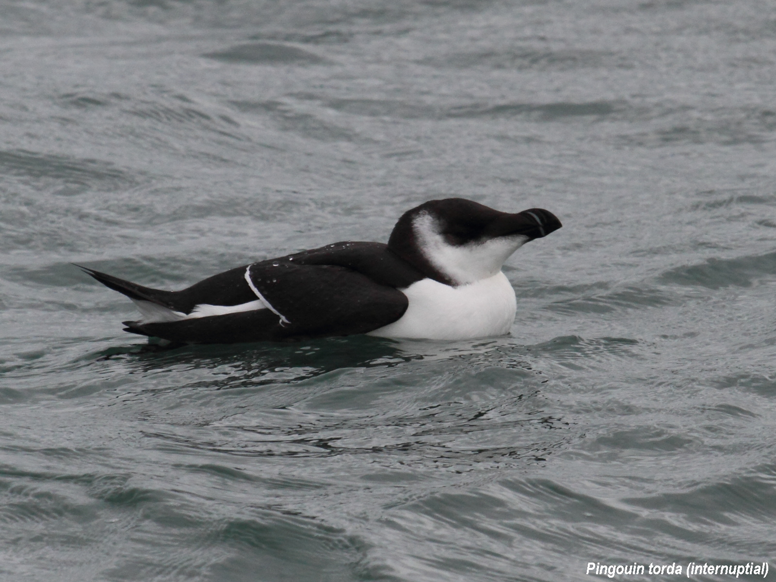 pingouin_torda_-_alca_torda6bd