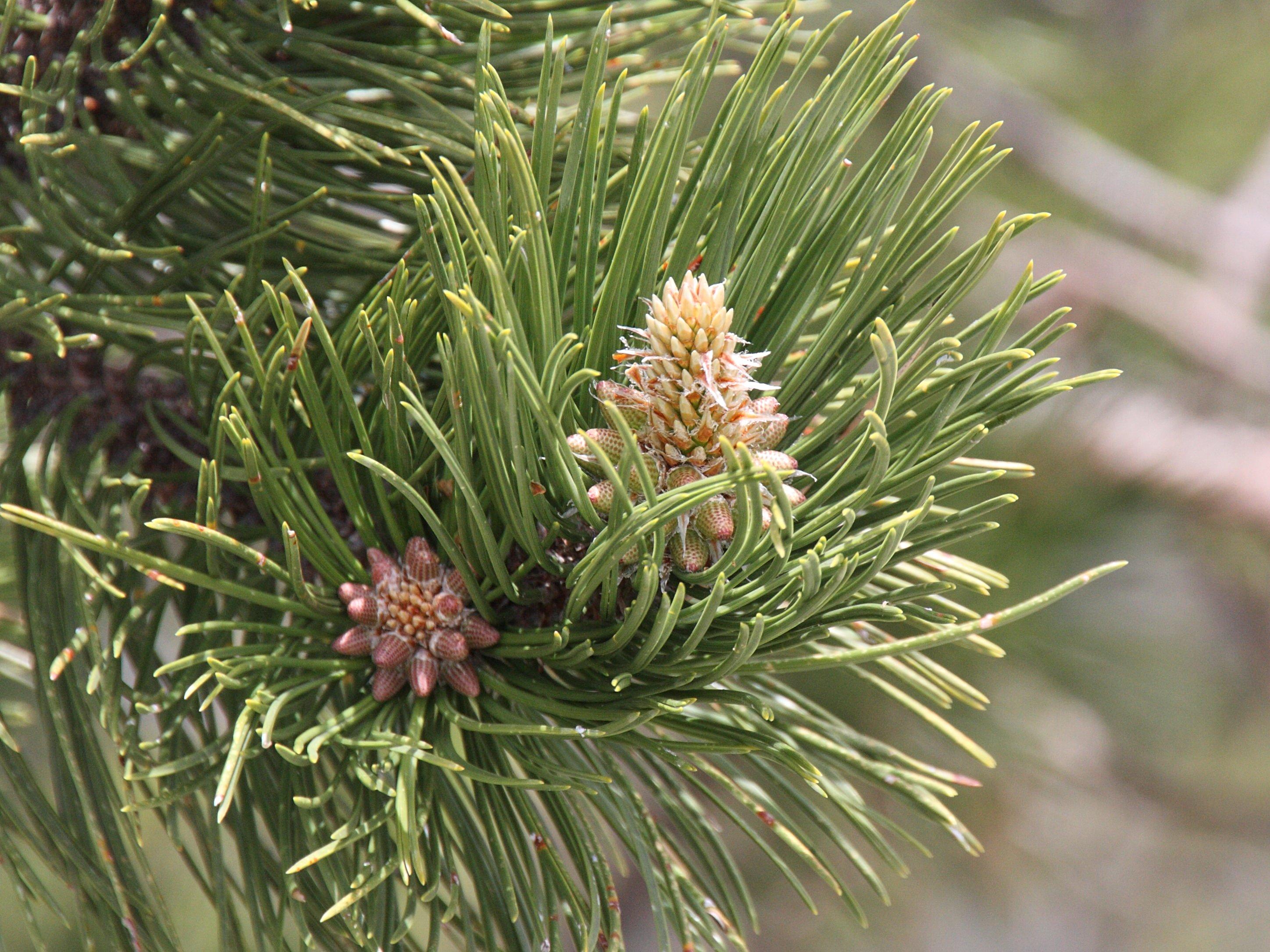 pinus_heldreichii5bd