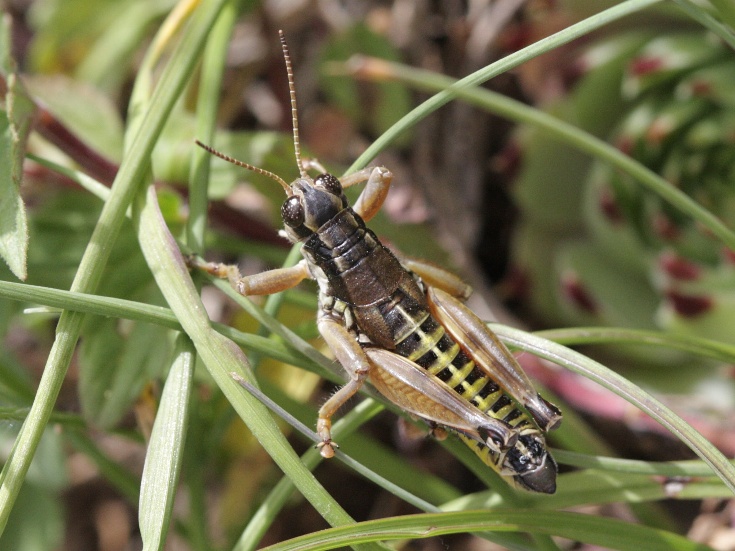 podisma_pedestris6bd