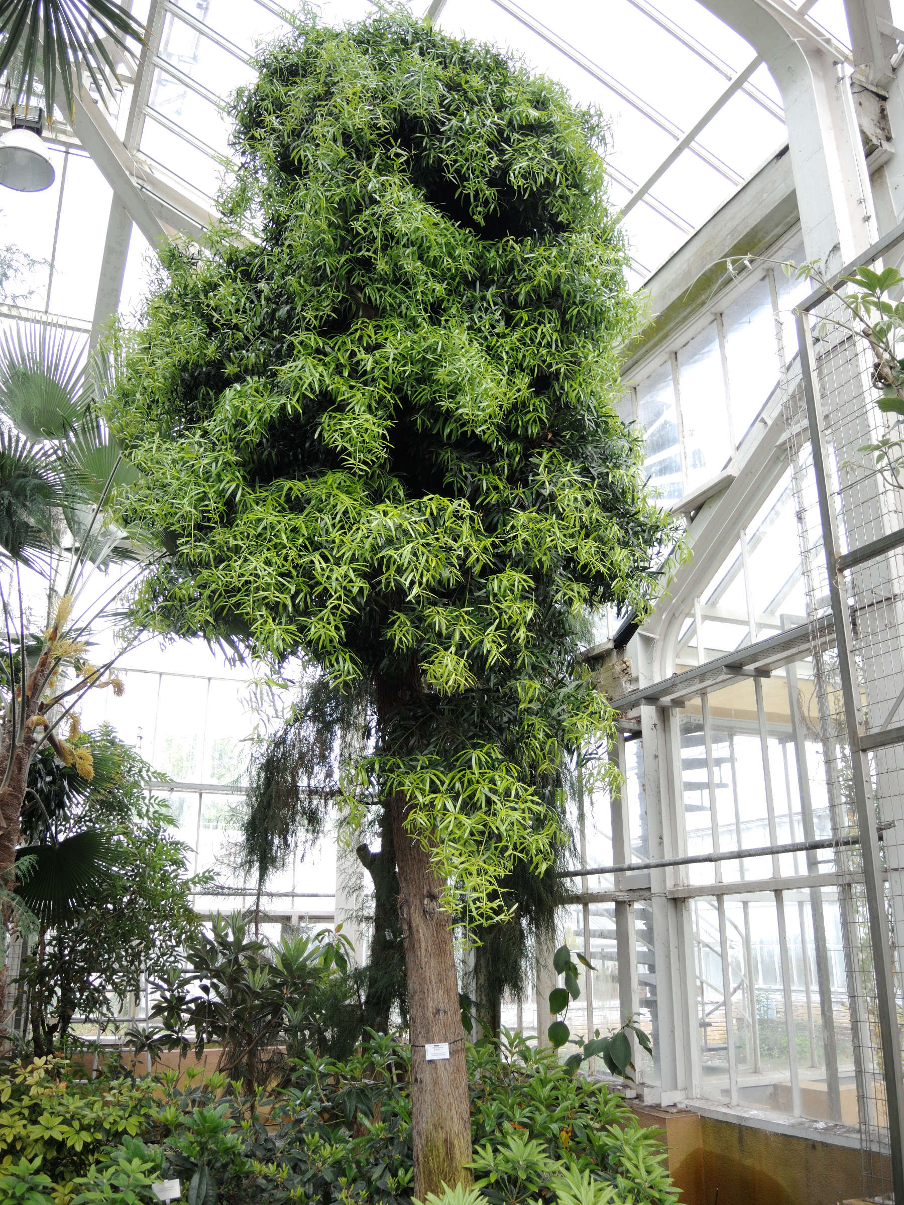 podocarpus_elatus1md