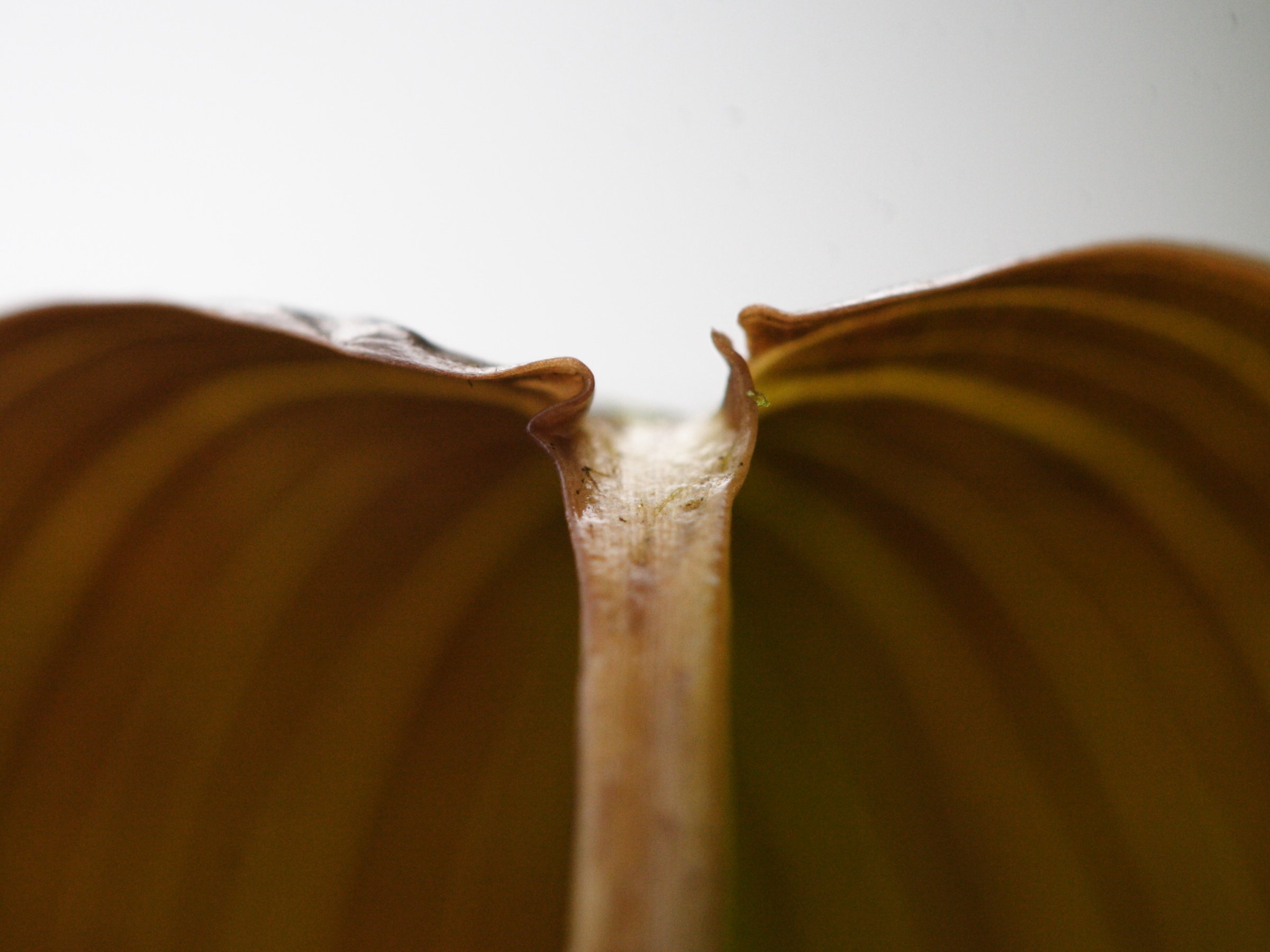 potamogeton_natans3md