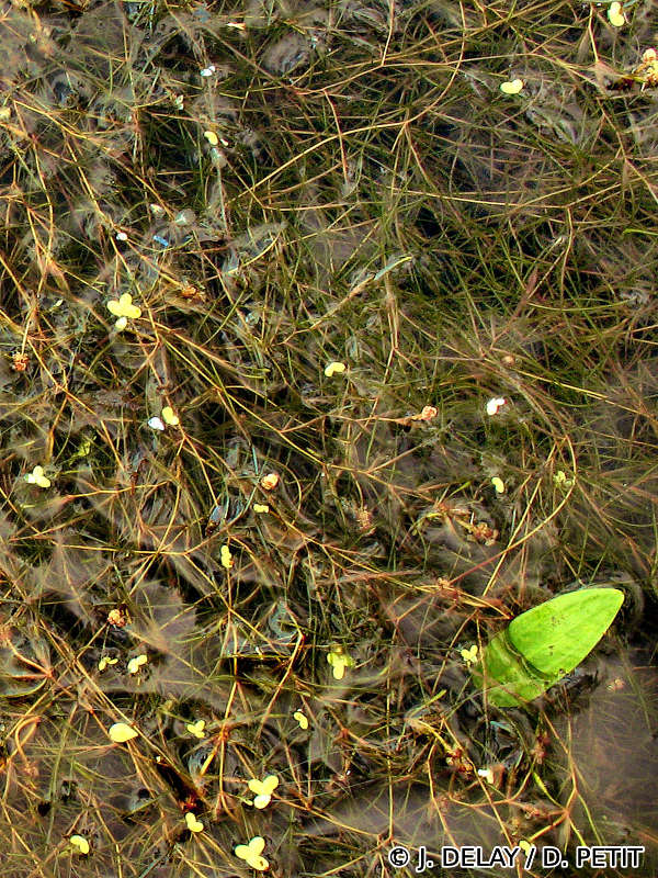 potamogeton_trichoides1adp