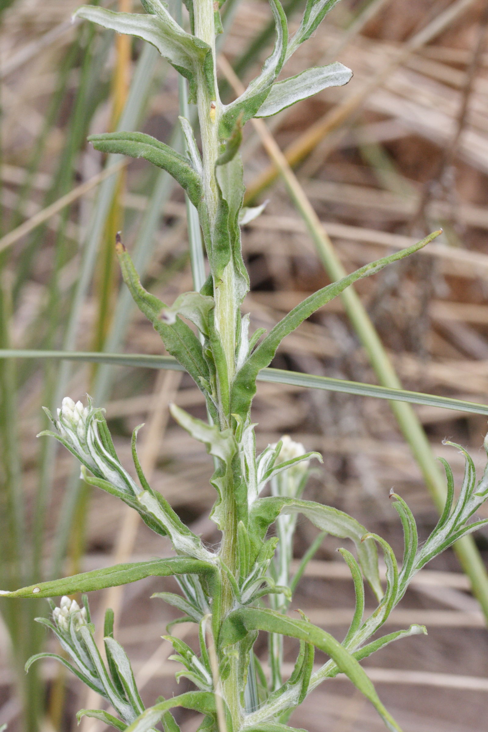 pseudognaphalium_undulatum5md