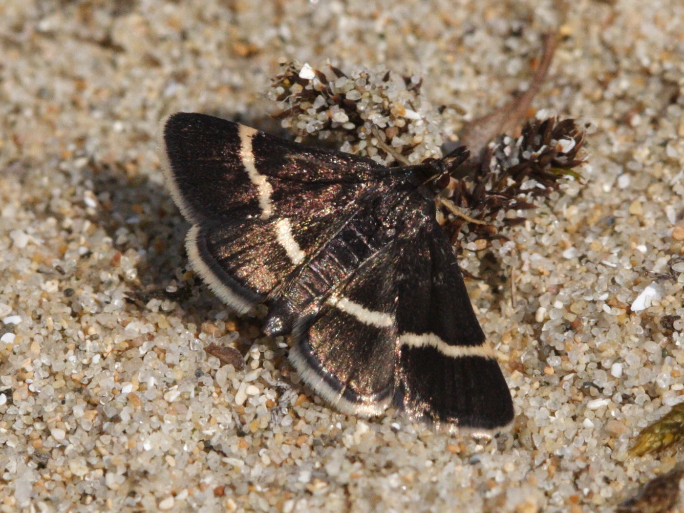 Afficher le média pyrausta_cingulata2md pyrausta_cingulata2md