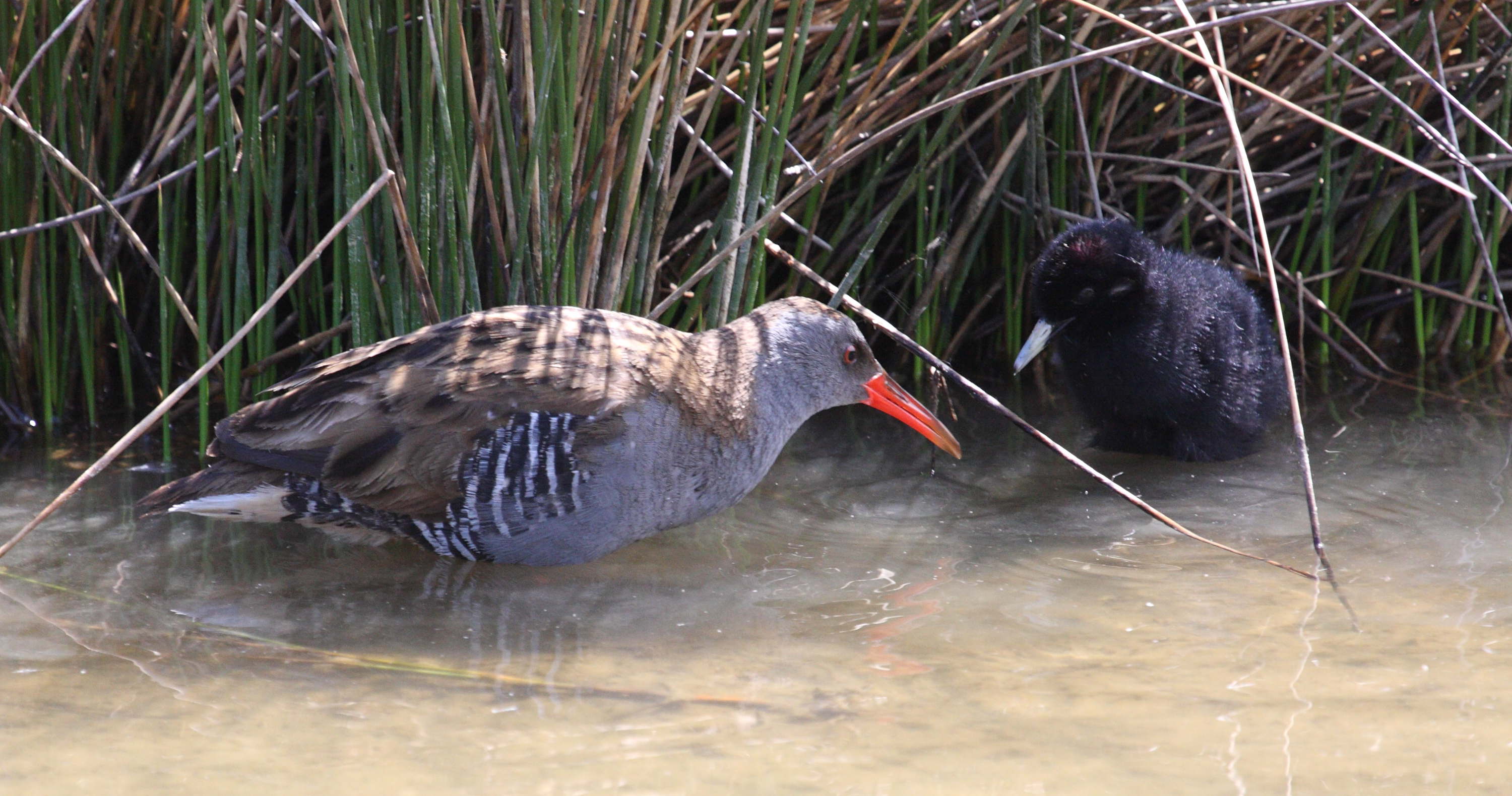 rale_d-eau_-_rallus_aquaticus3md