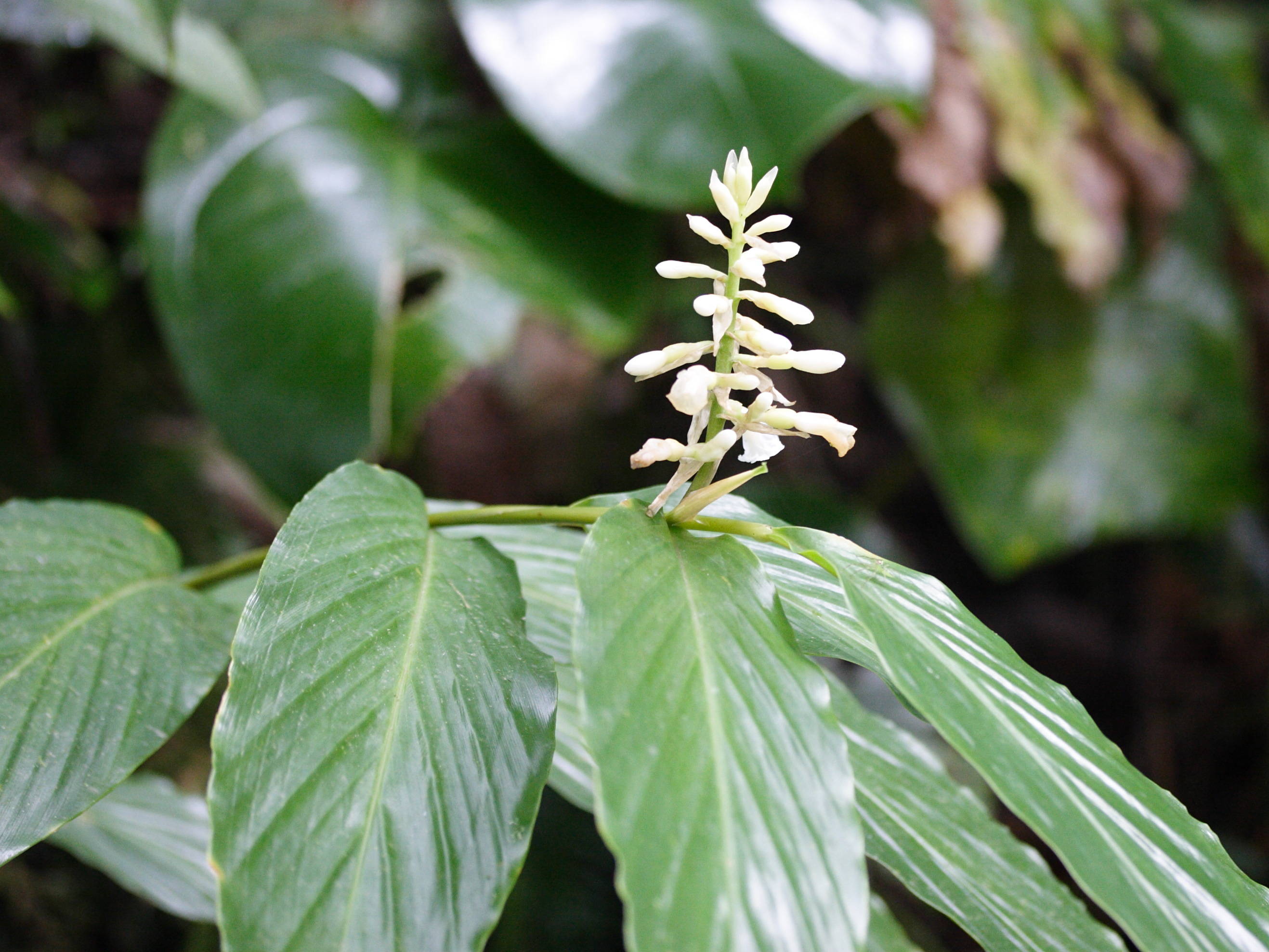 renealmia_pyramidalis2md