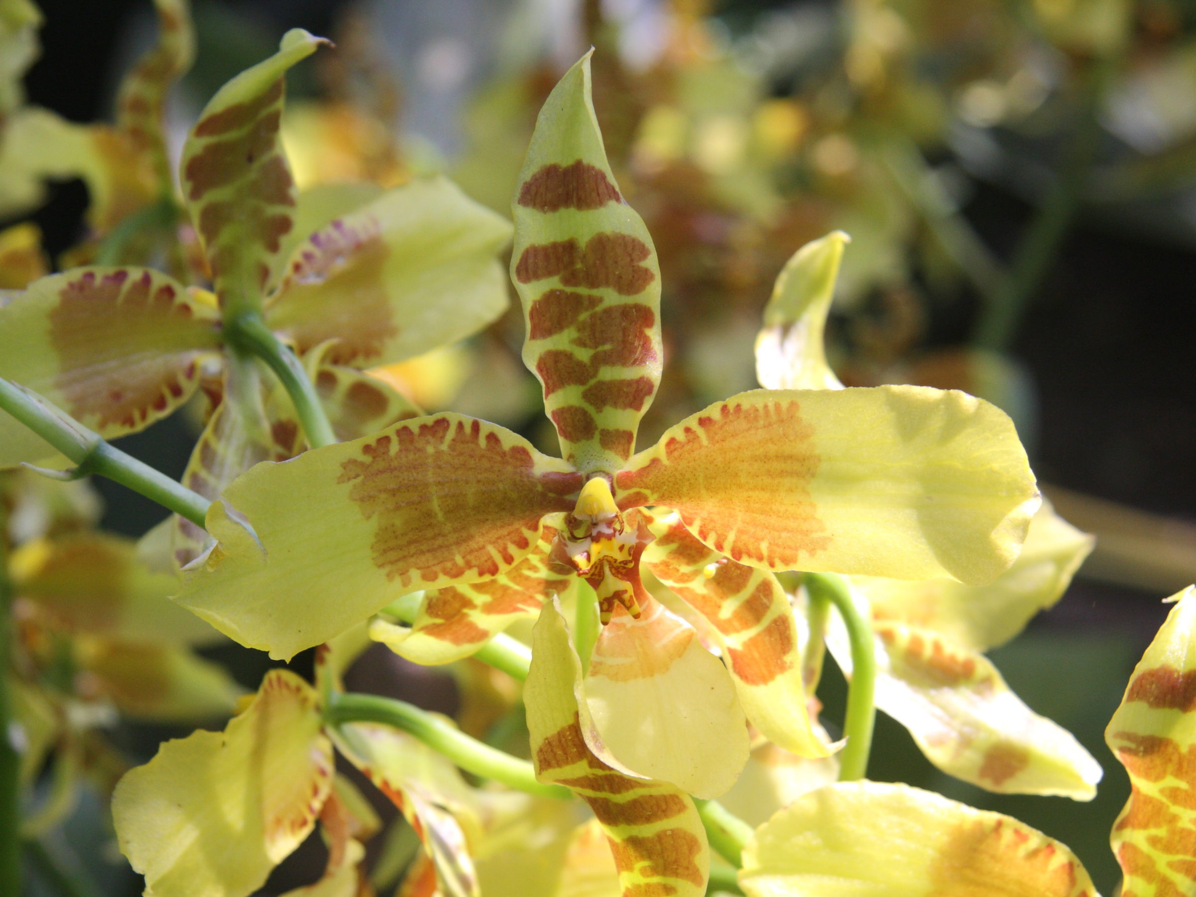 rossioglossum_grande1sd