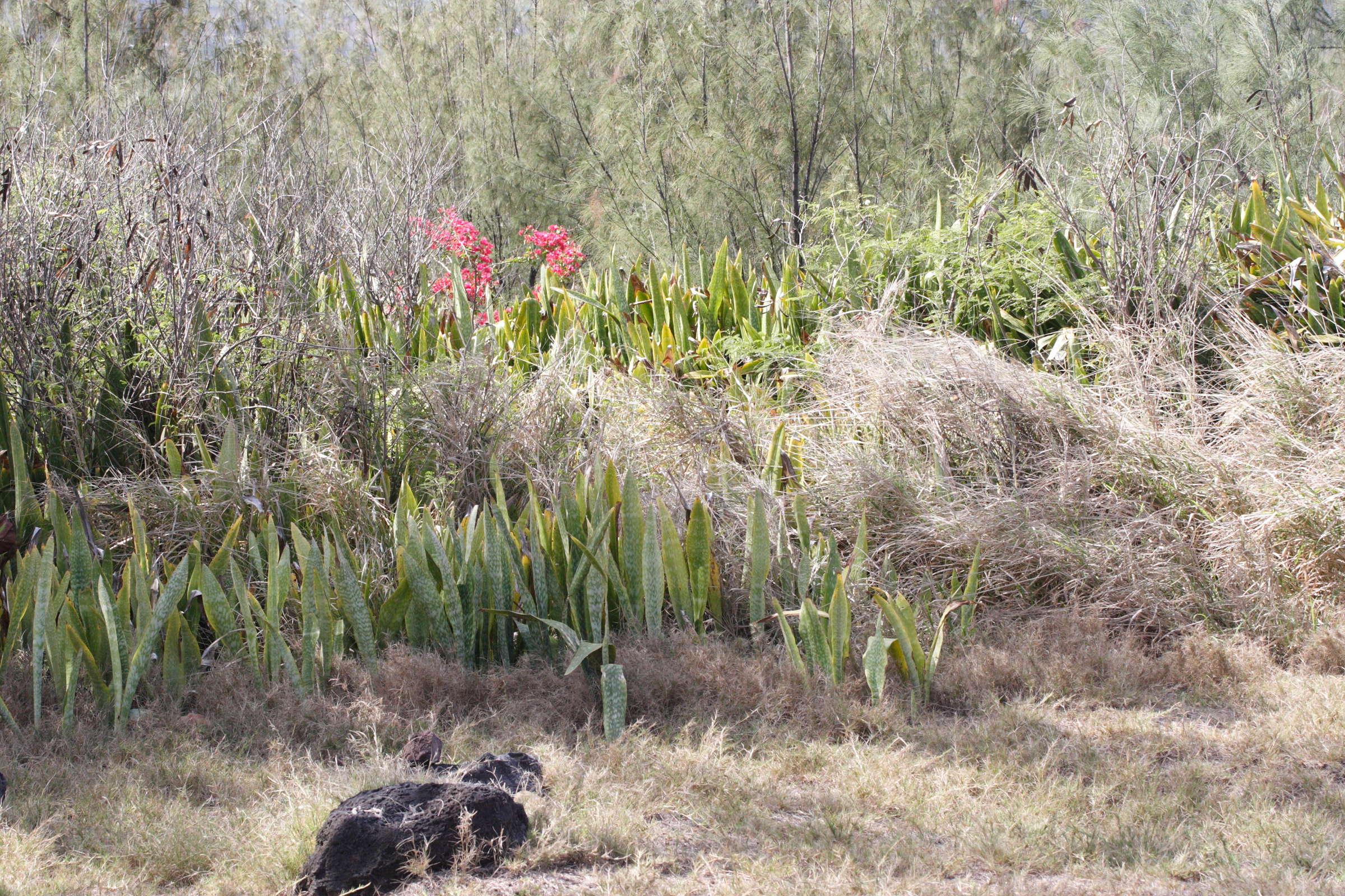 Afficher le média sansevieria_metallica1md sansevieria_metallica1md