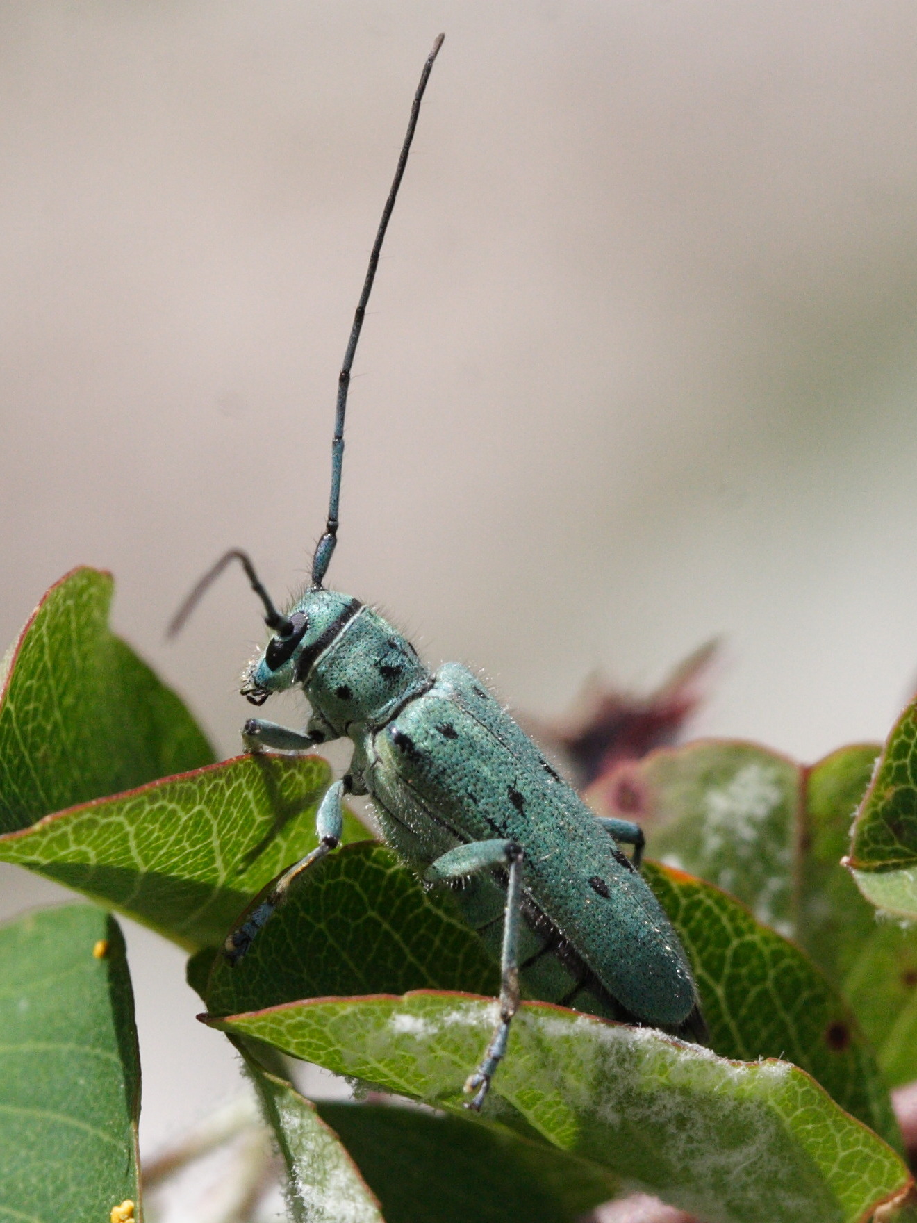 saperda_octopuncta2md