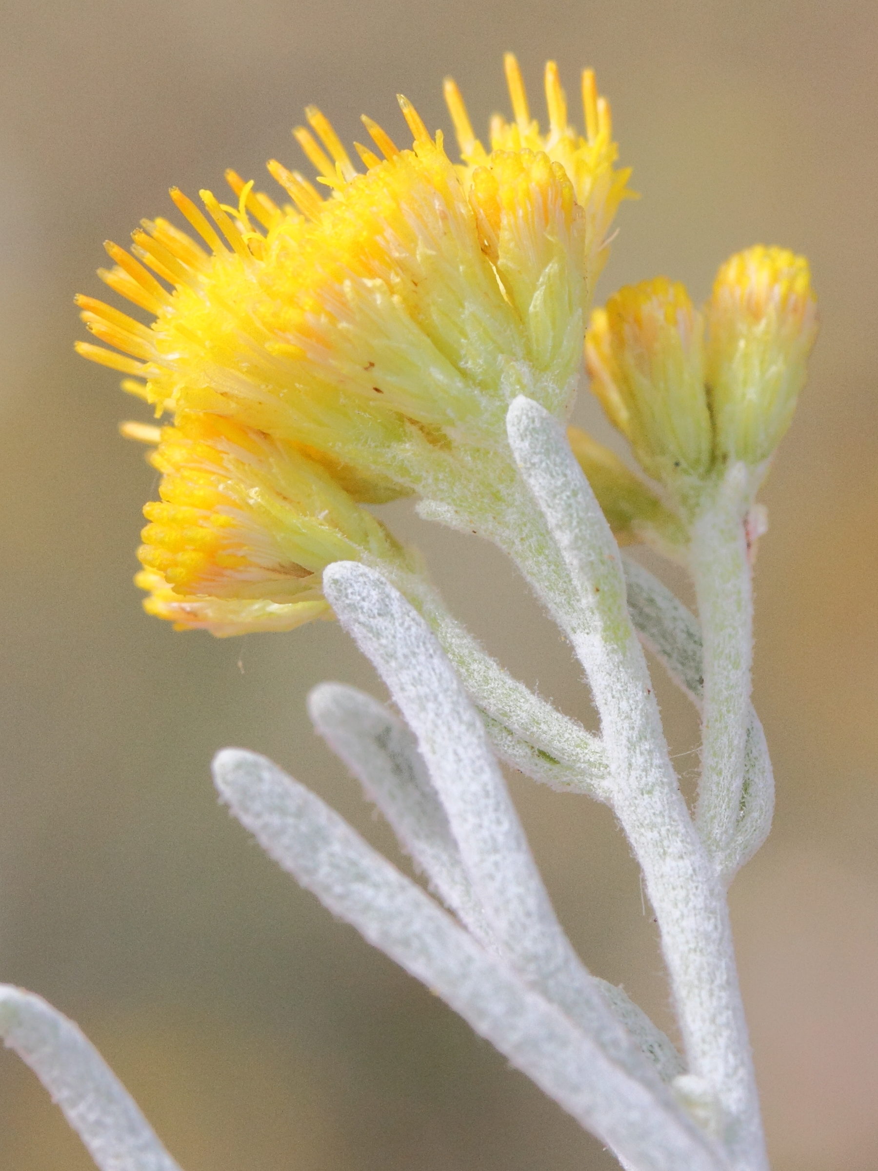 schizogyne_sericea4md