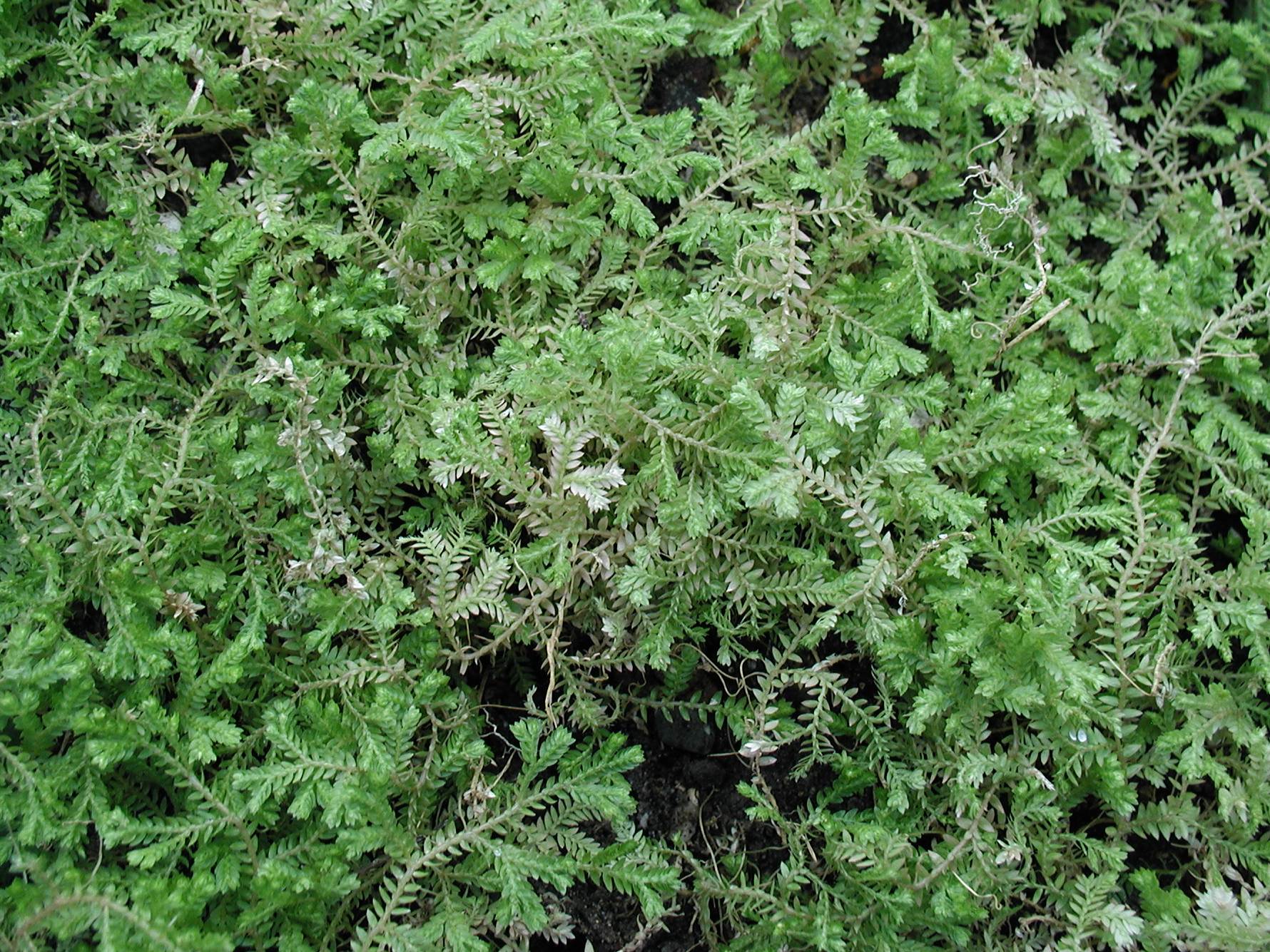 selaginella_kraussiana1md