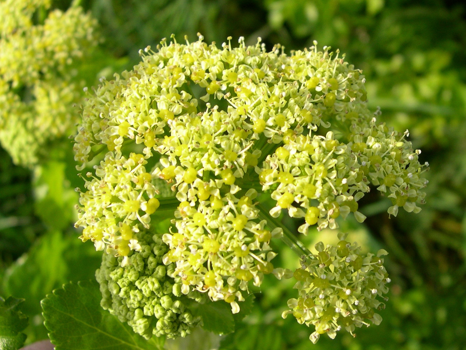 smyrnium_olusatrum4md