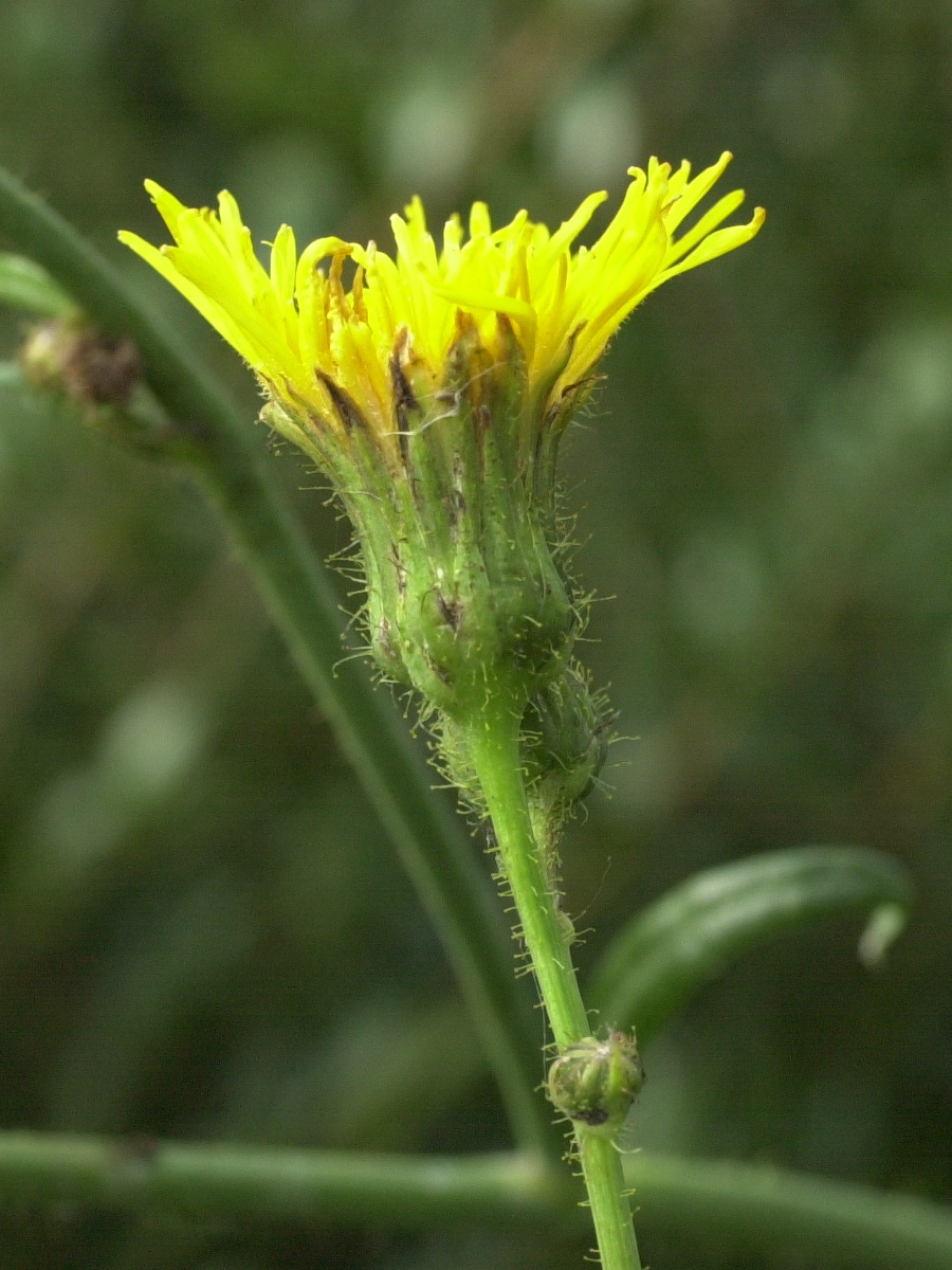 sonchus_arvensis3md