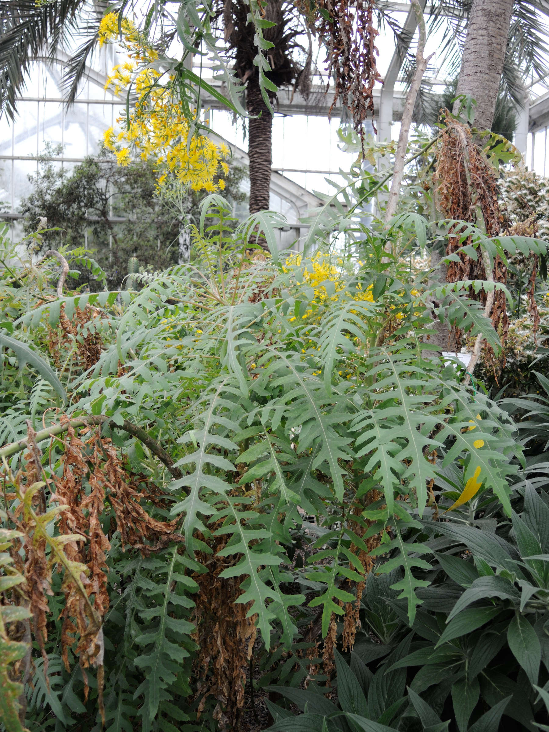 sonchus_palmensis2md