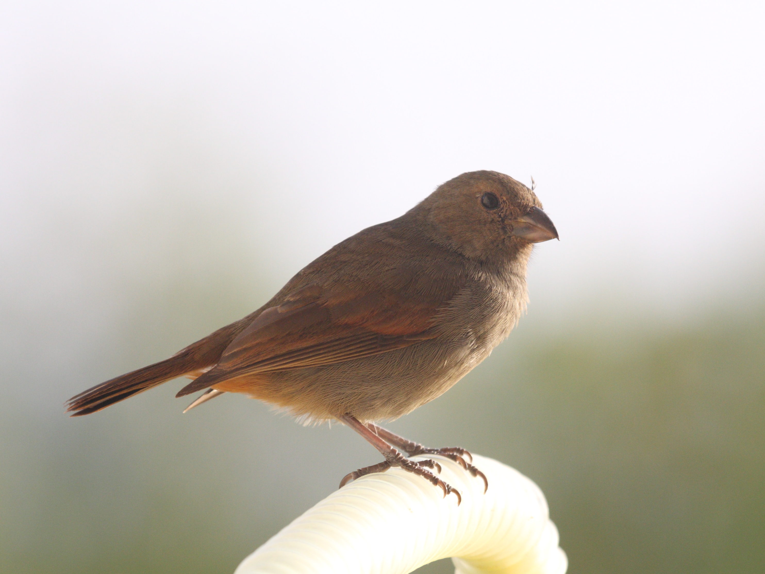 sporophile_cici_-_tiaris_bicolor5bd