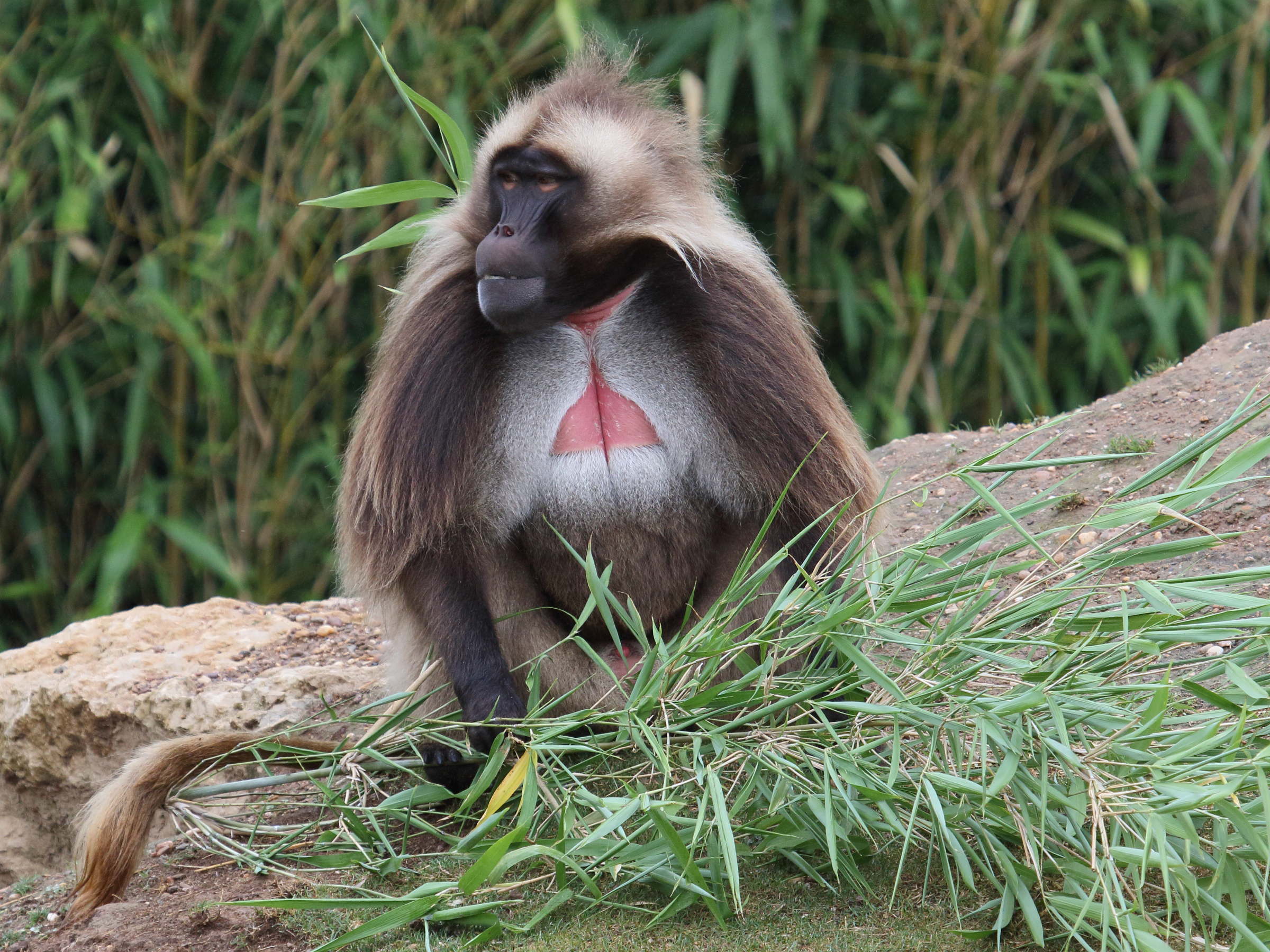 theropithecus_gelada4bd