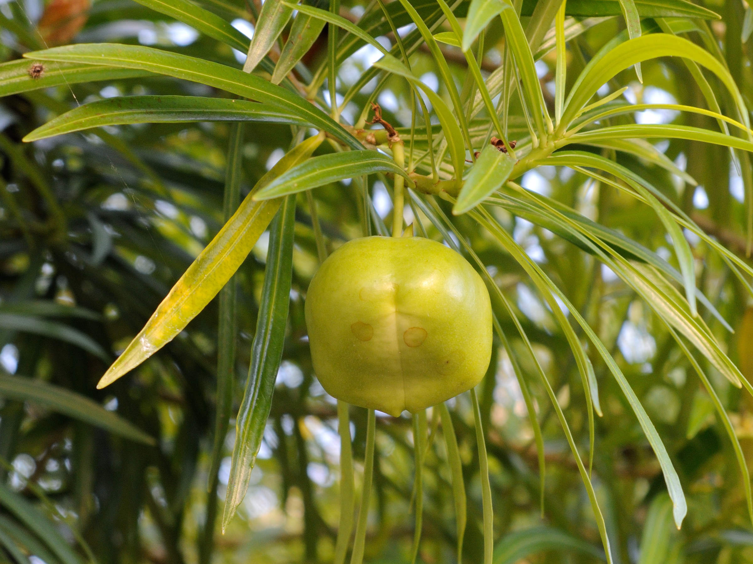 thevetia_peruviana5md