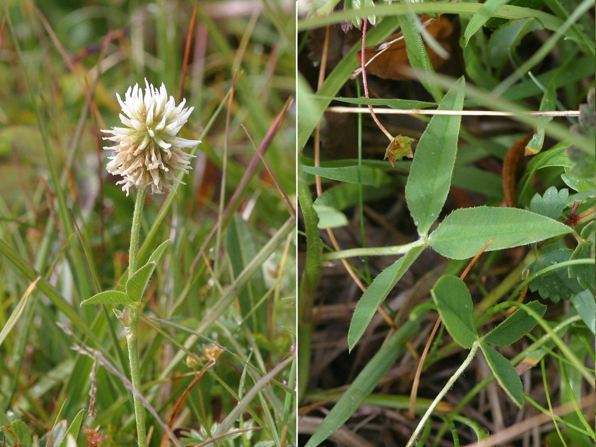 trifolium_montanum2bd