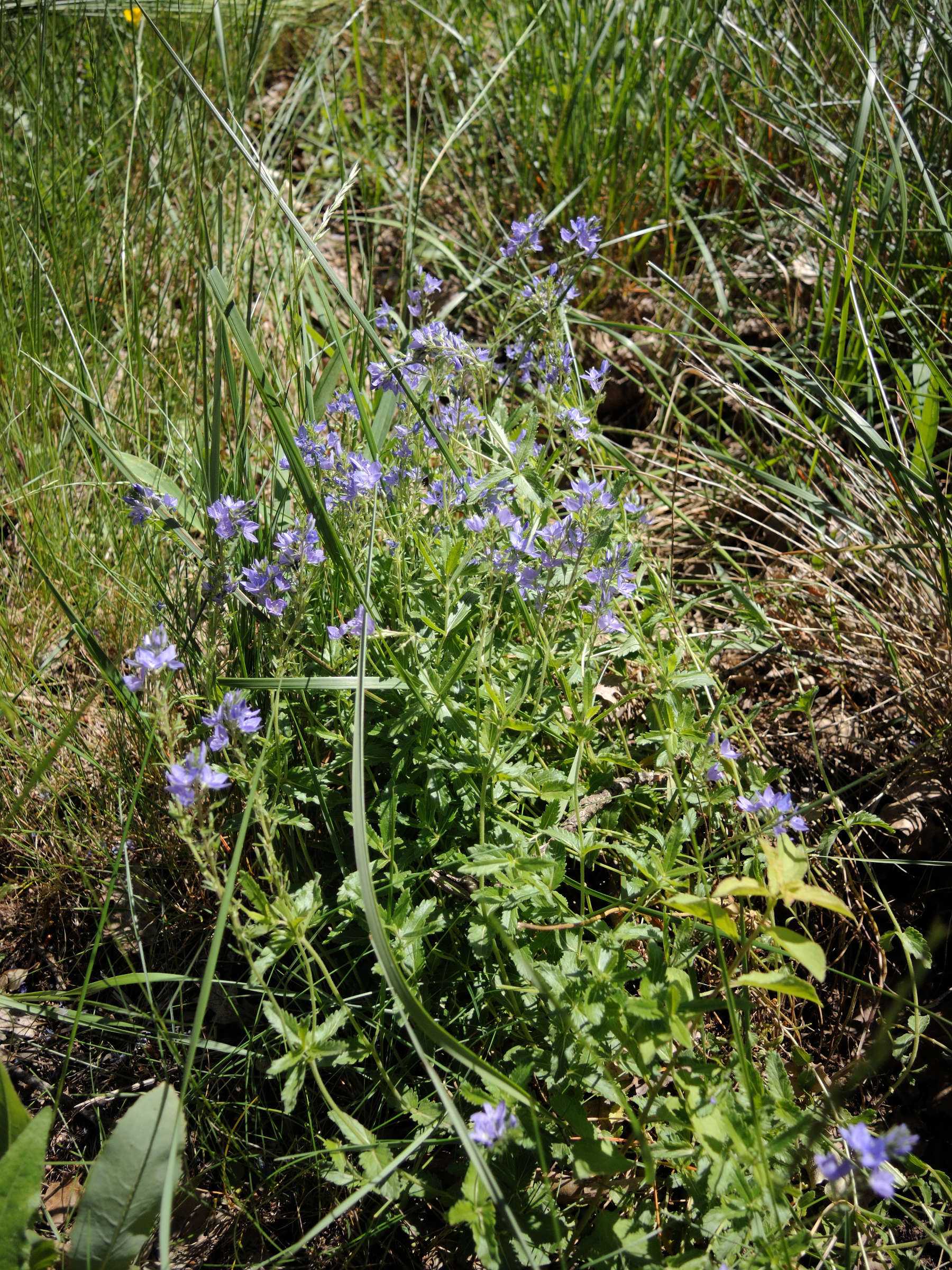 Afficher le média veronica_teucrium1md veronica_teucrium1md