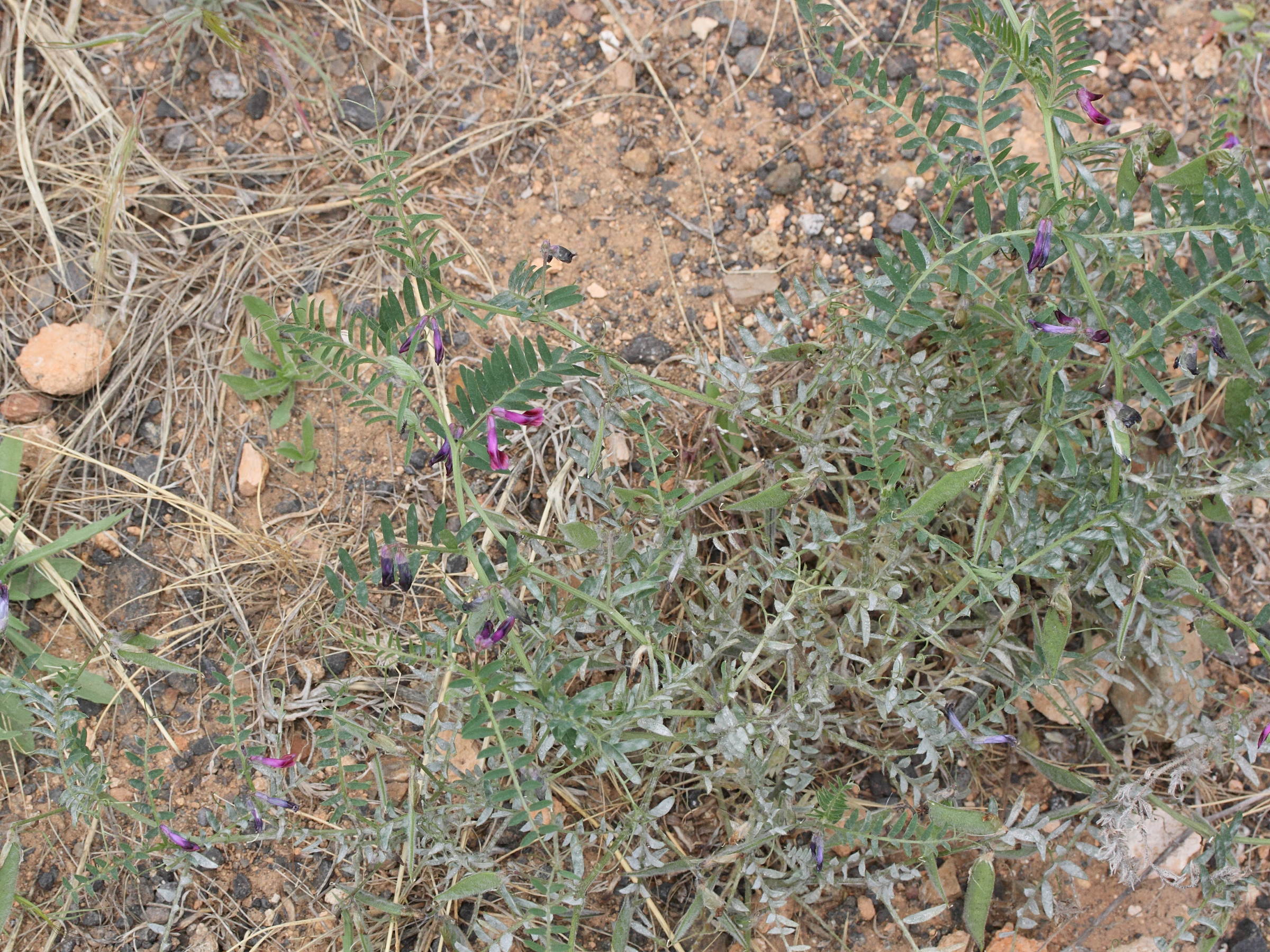 vicia_benghalensis1md