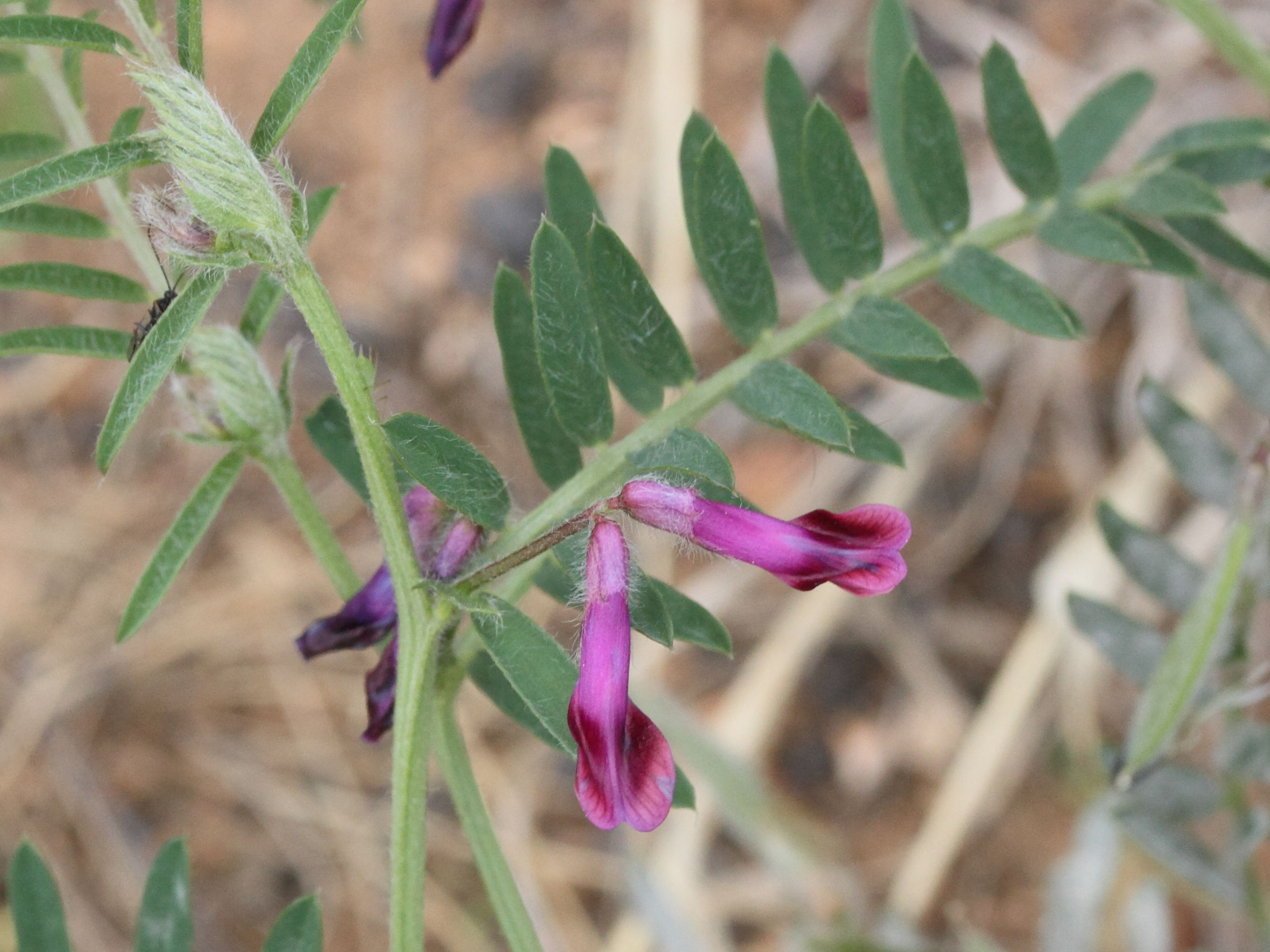 vicia_benghalensis2md