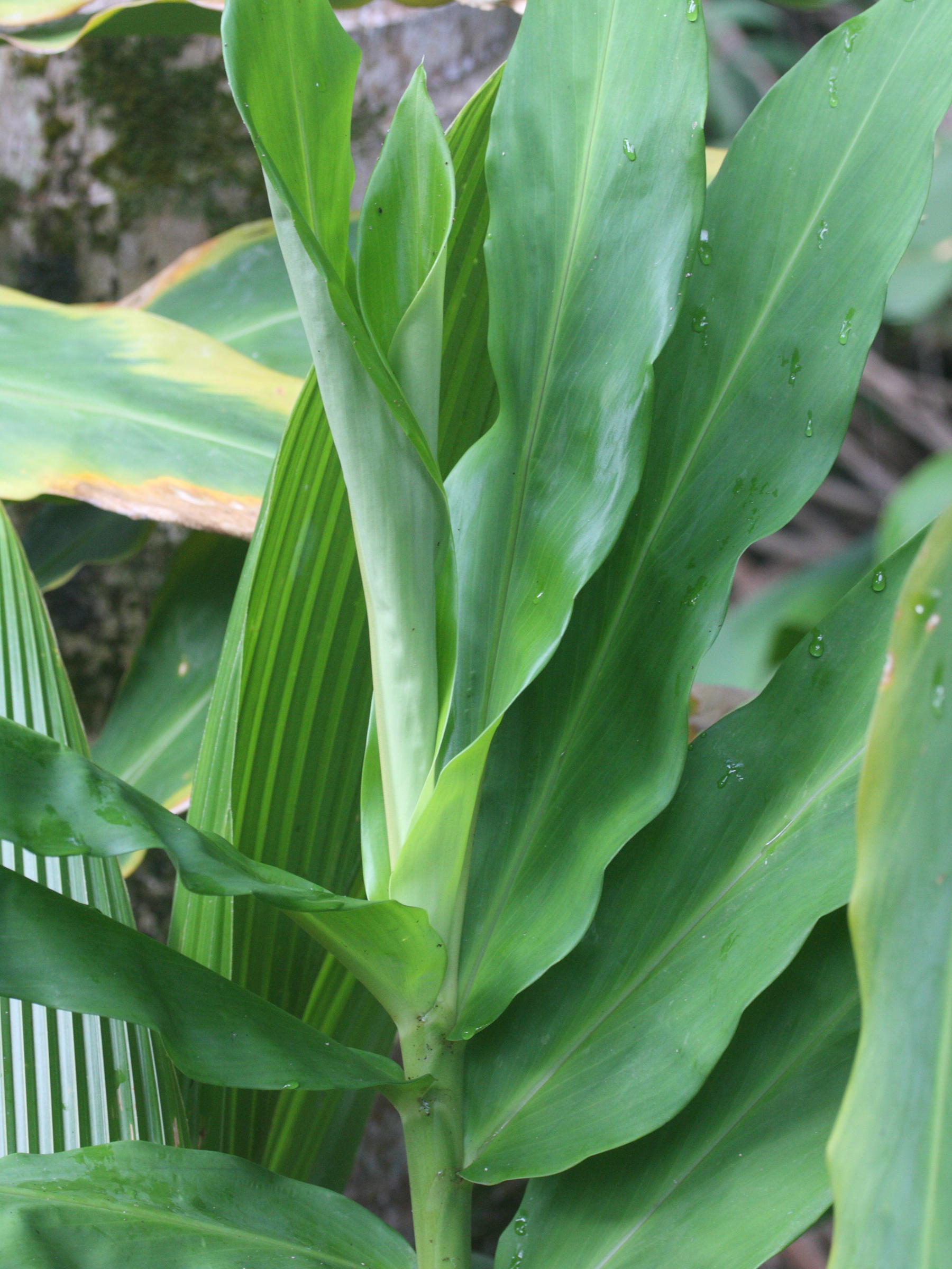 zingiber_zerumbet3md