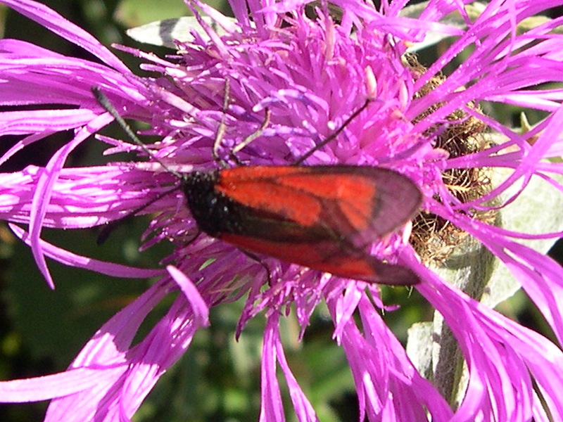 zygaena_purpuralis1md