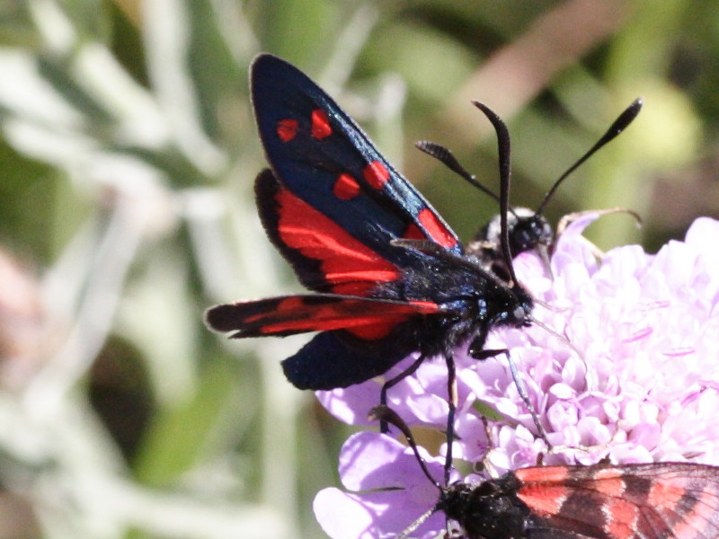 zygaena_transalpina1md