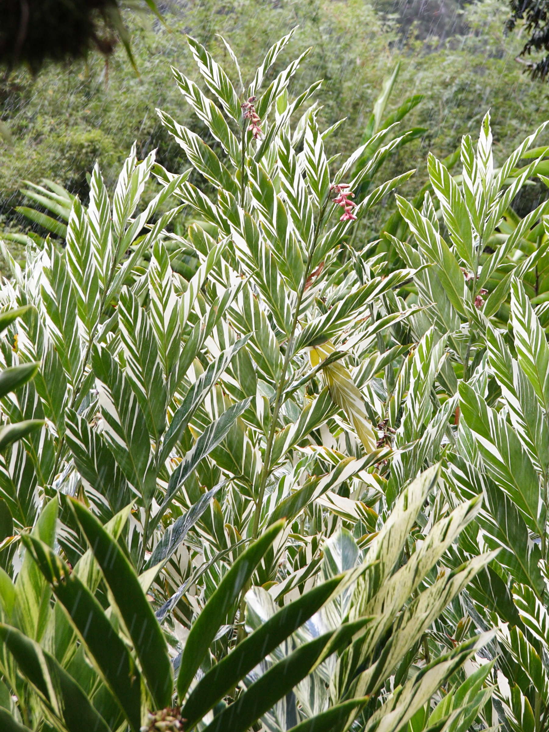 alpinia_vittata1md