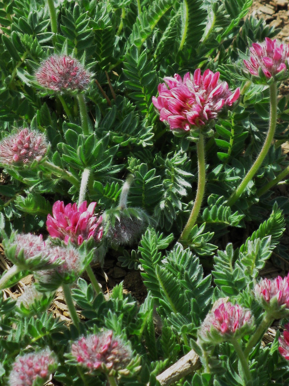 anthyllis_montana5md