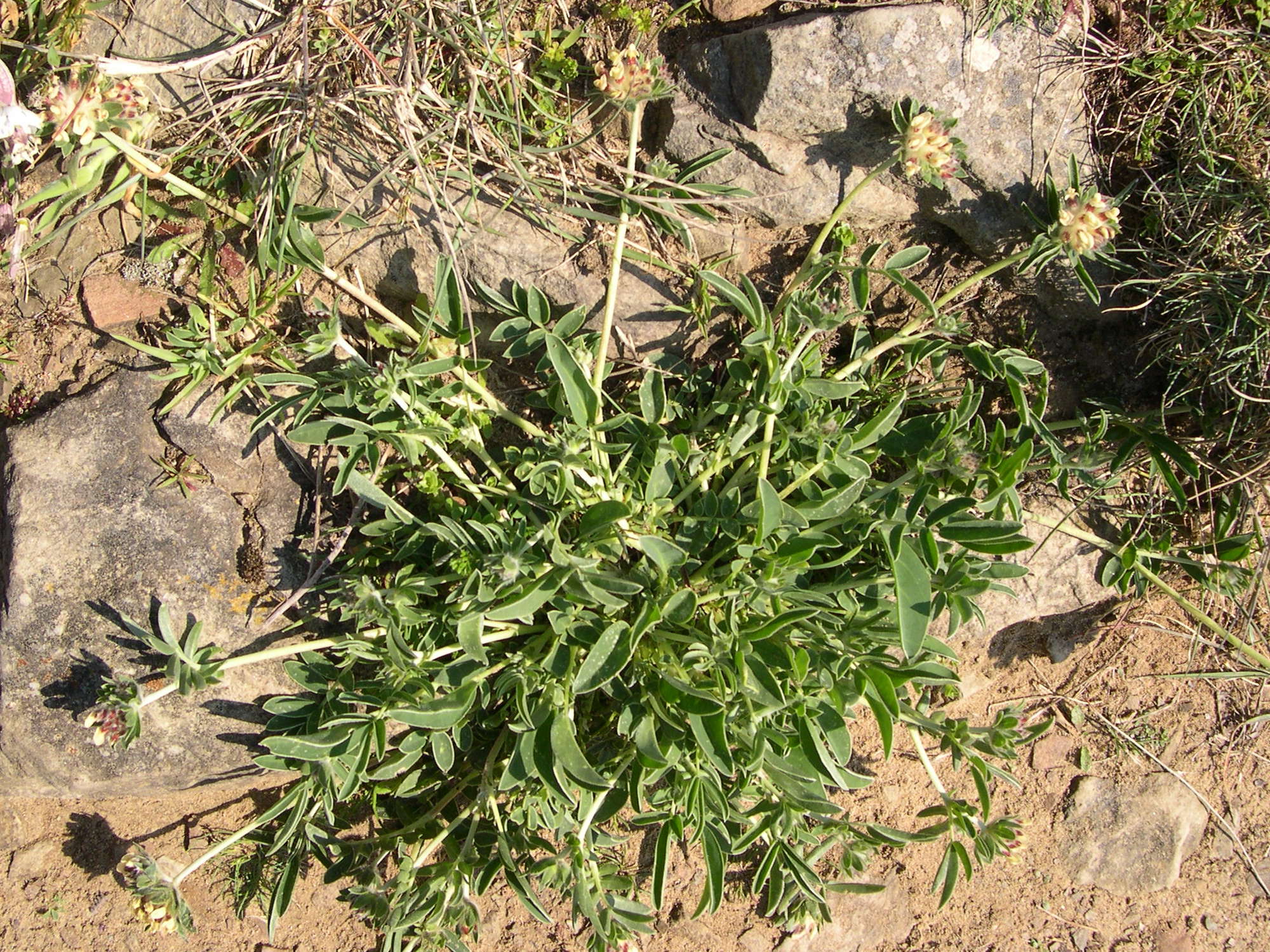 anthyllis_vulneraria1md