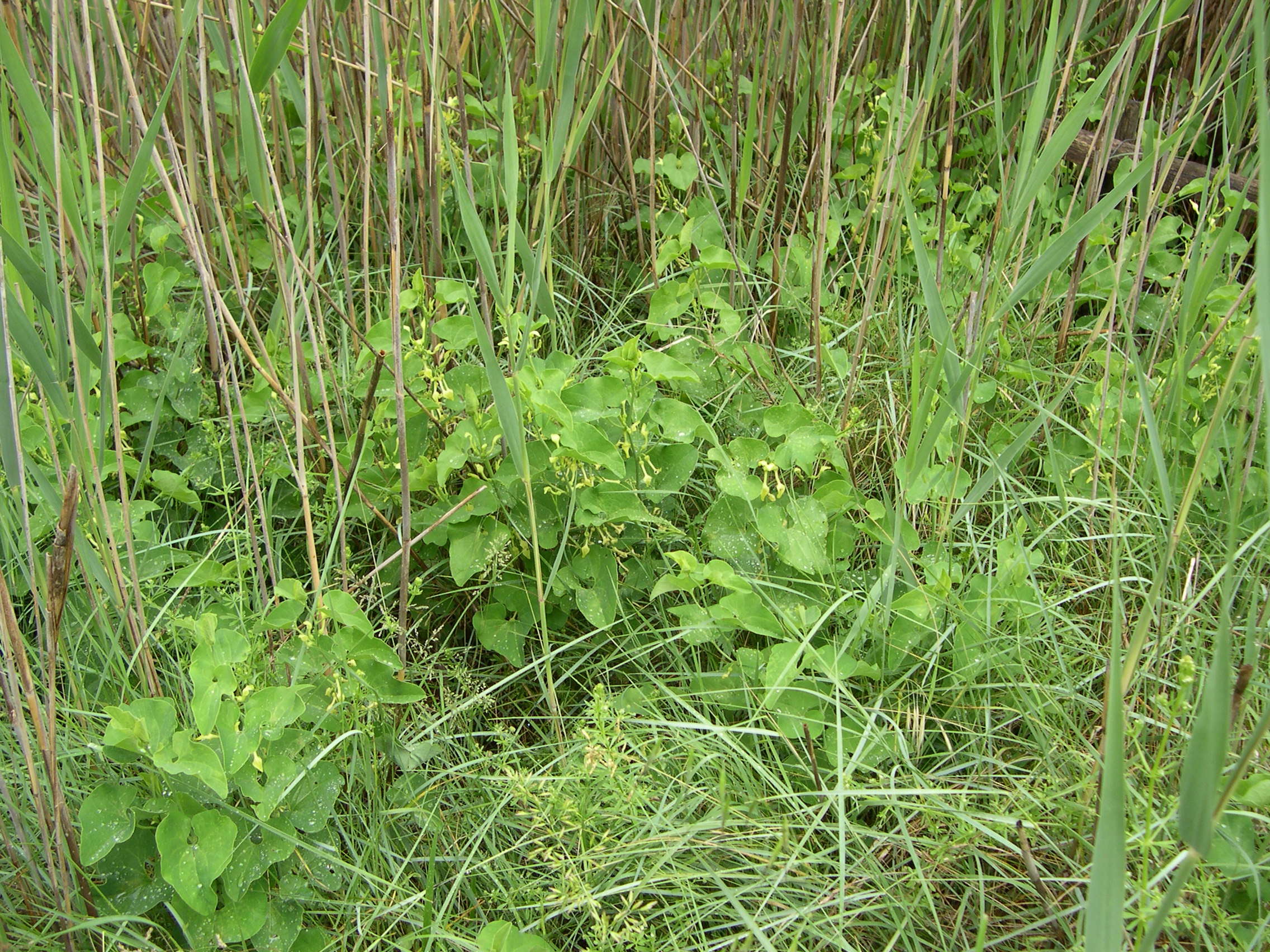 Afficher le média aristolochia_clematitis4md aristolochia_clematitis4md