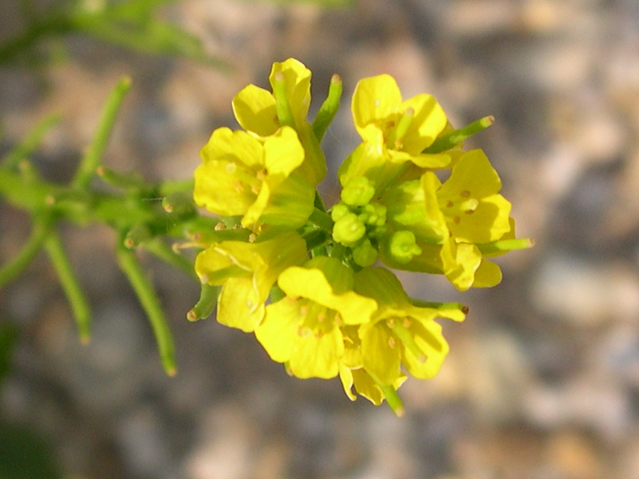 barbarea_intermedia2md