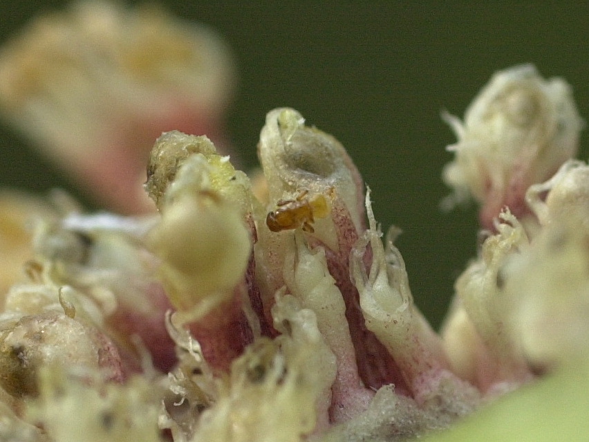 blastophaga_psenes3md