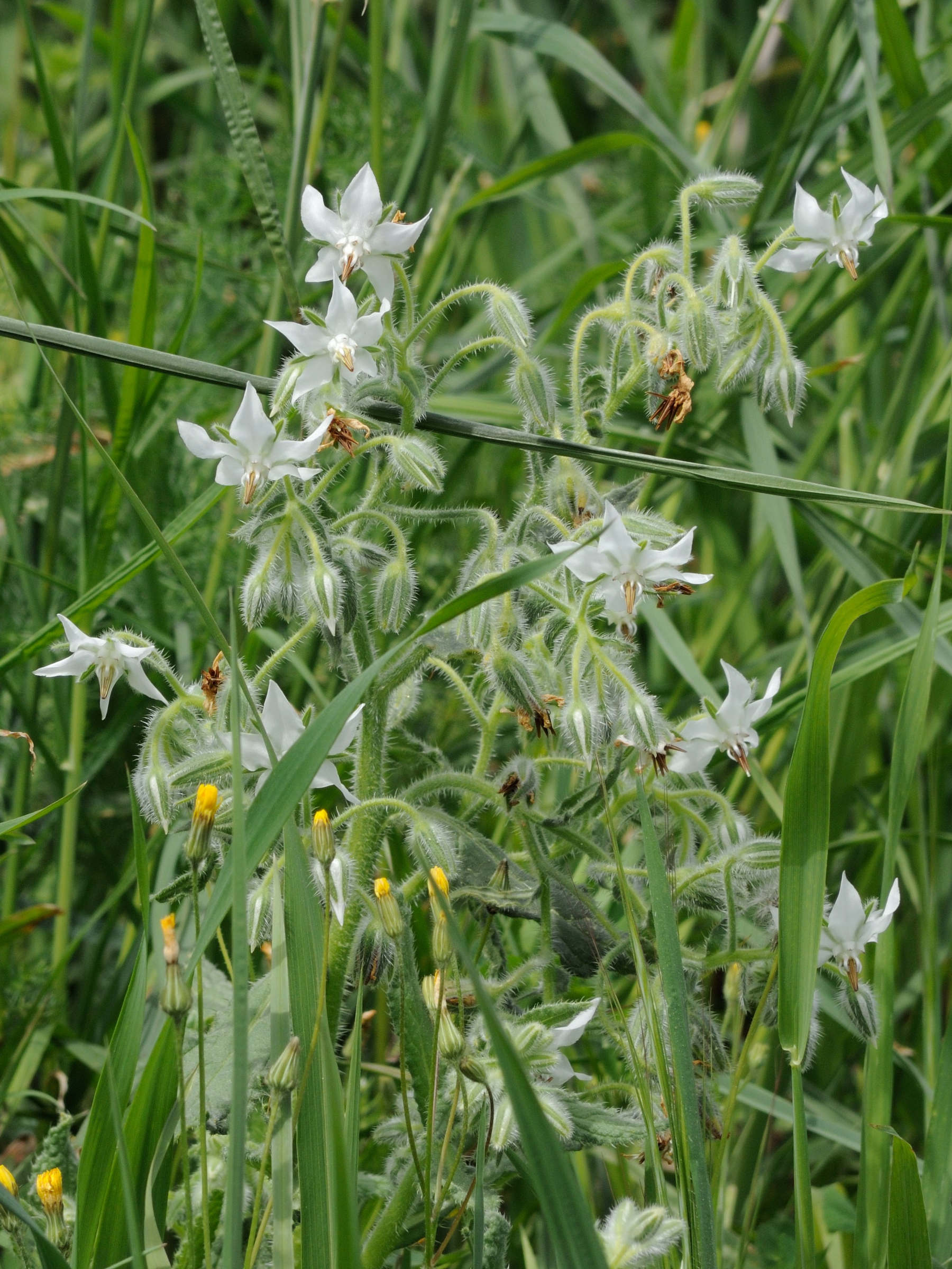borago_officinalis5md