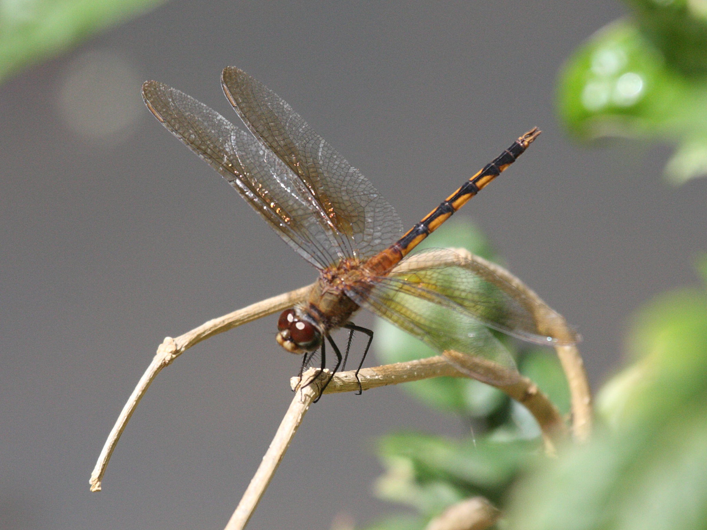 brachymesia_herbida1bd