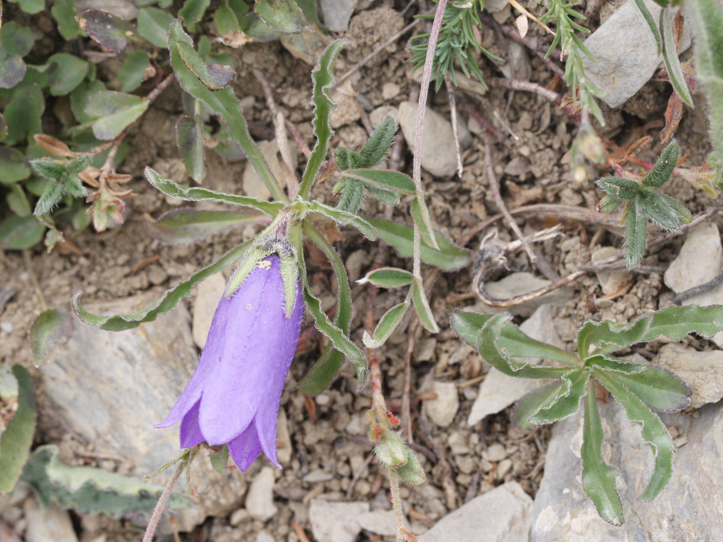 Afficher le média campanula_alpestris1md campanula_alpestris1md