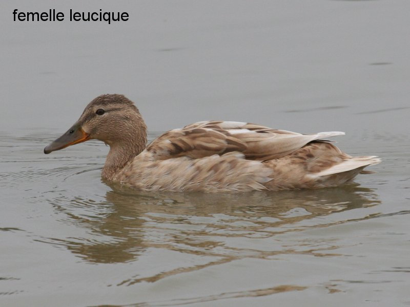 canard_colvert_-_anas_platyrhynchos6md